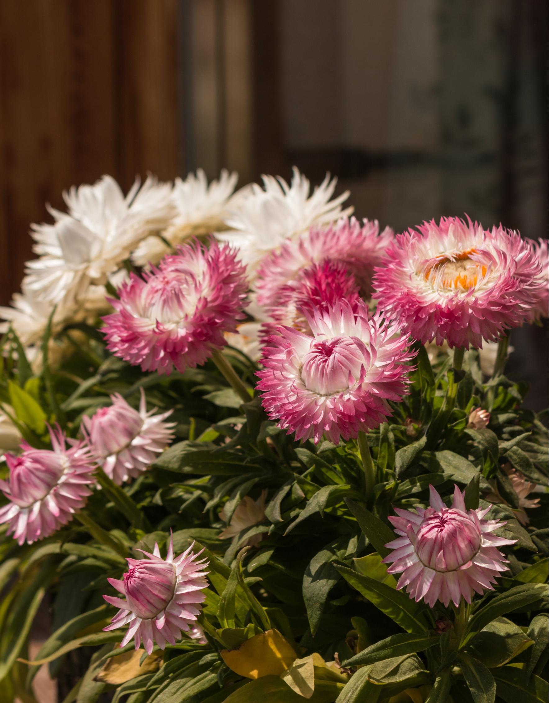 Drought resistant flowers: strawflower, xerochrysum bracteatum