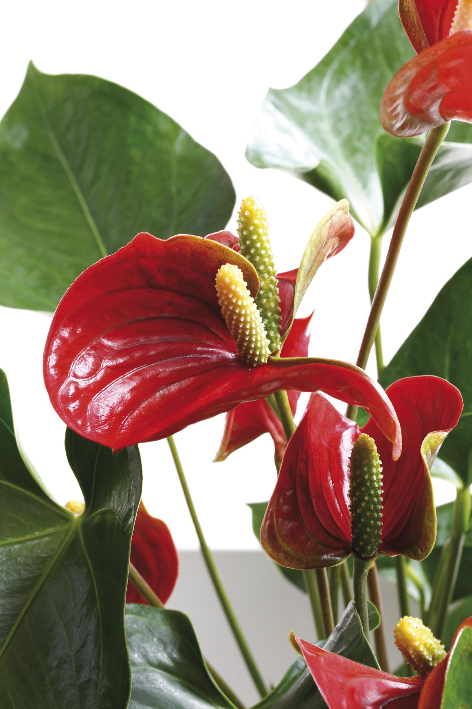 Anthurium Scherzerianum