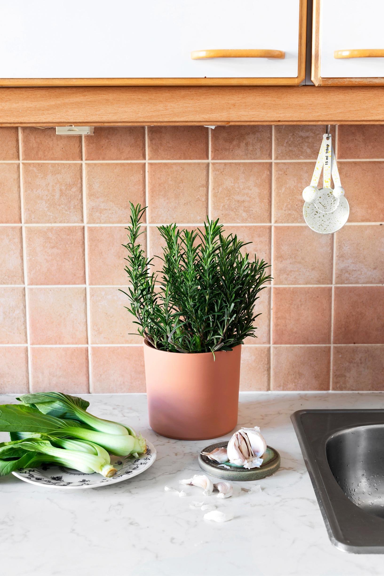 An herb pot on the kitchen counter