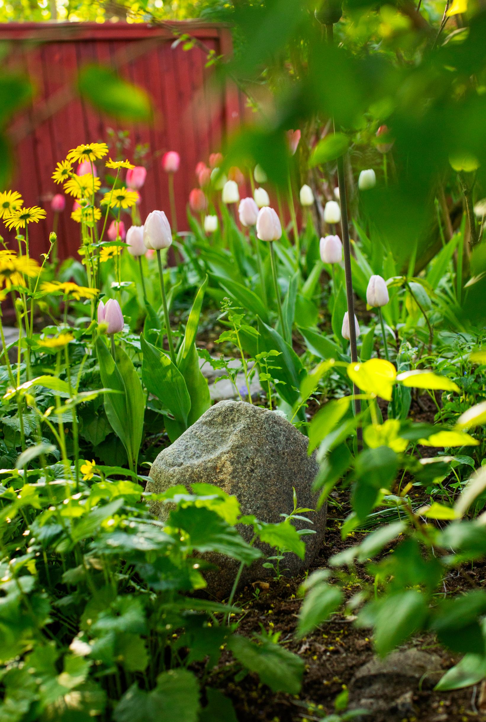 Leopard’s bane and purple ‘Candy Prince’ tulips.