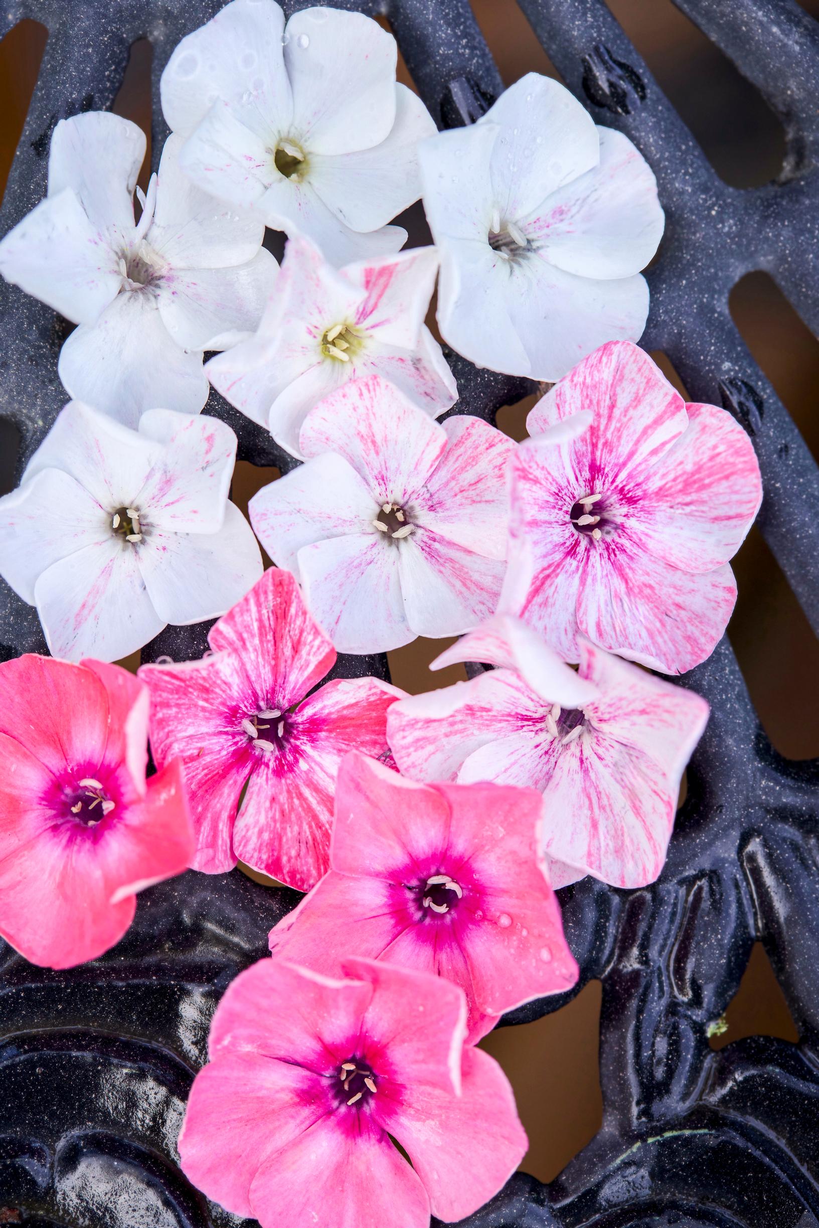 phlox