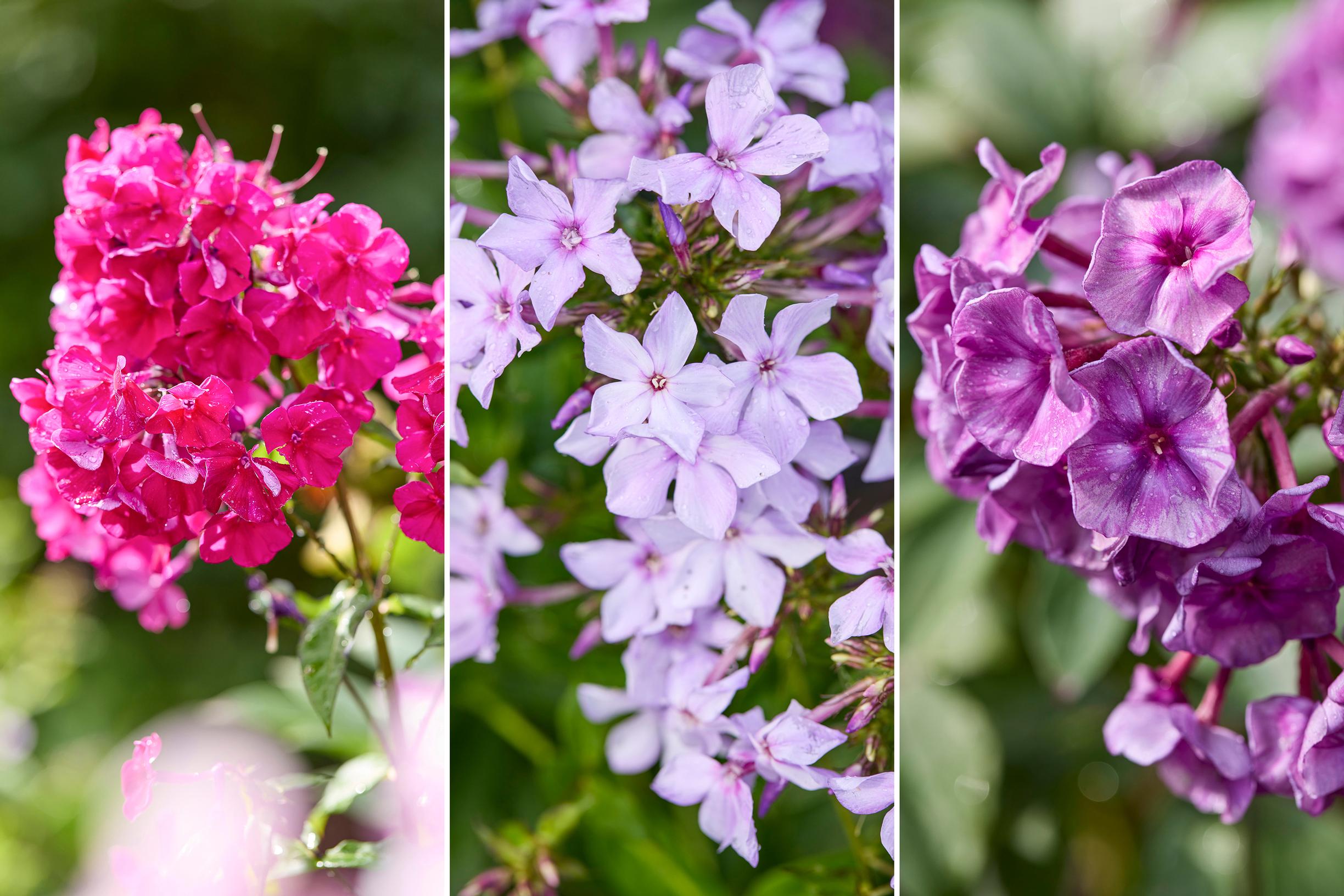 phlox varieties
