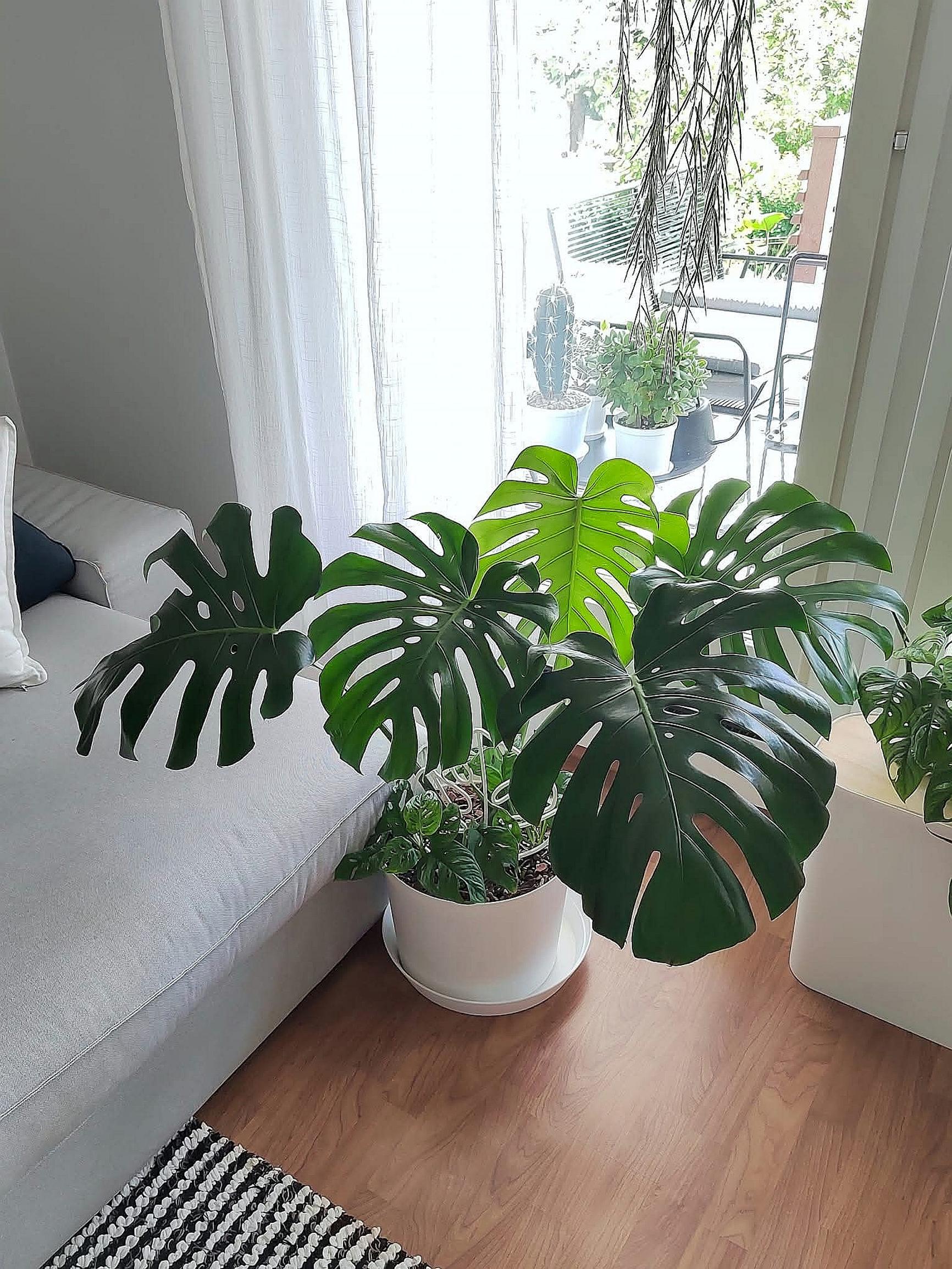 The common monstera grows in the summer on a south-facing window.