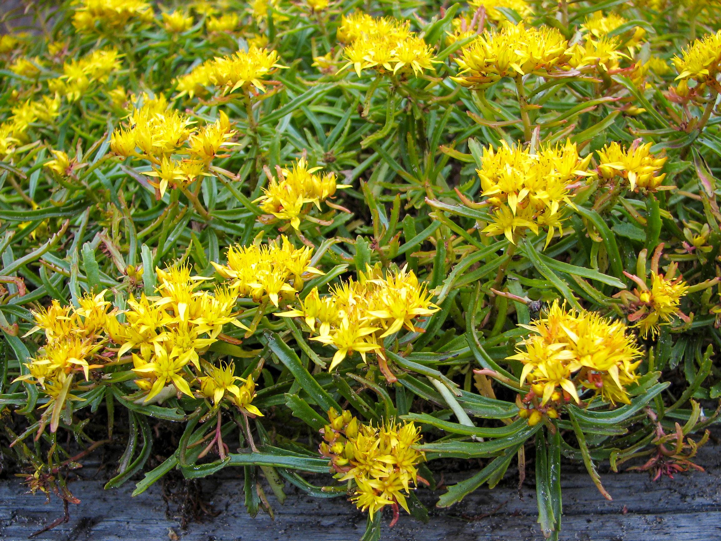 Manchurian stonecrop