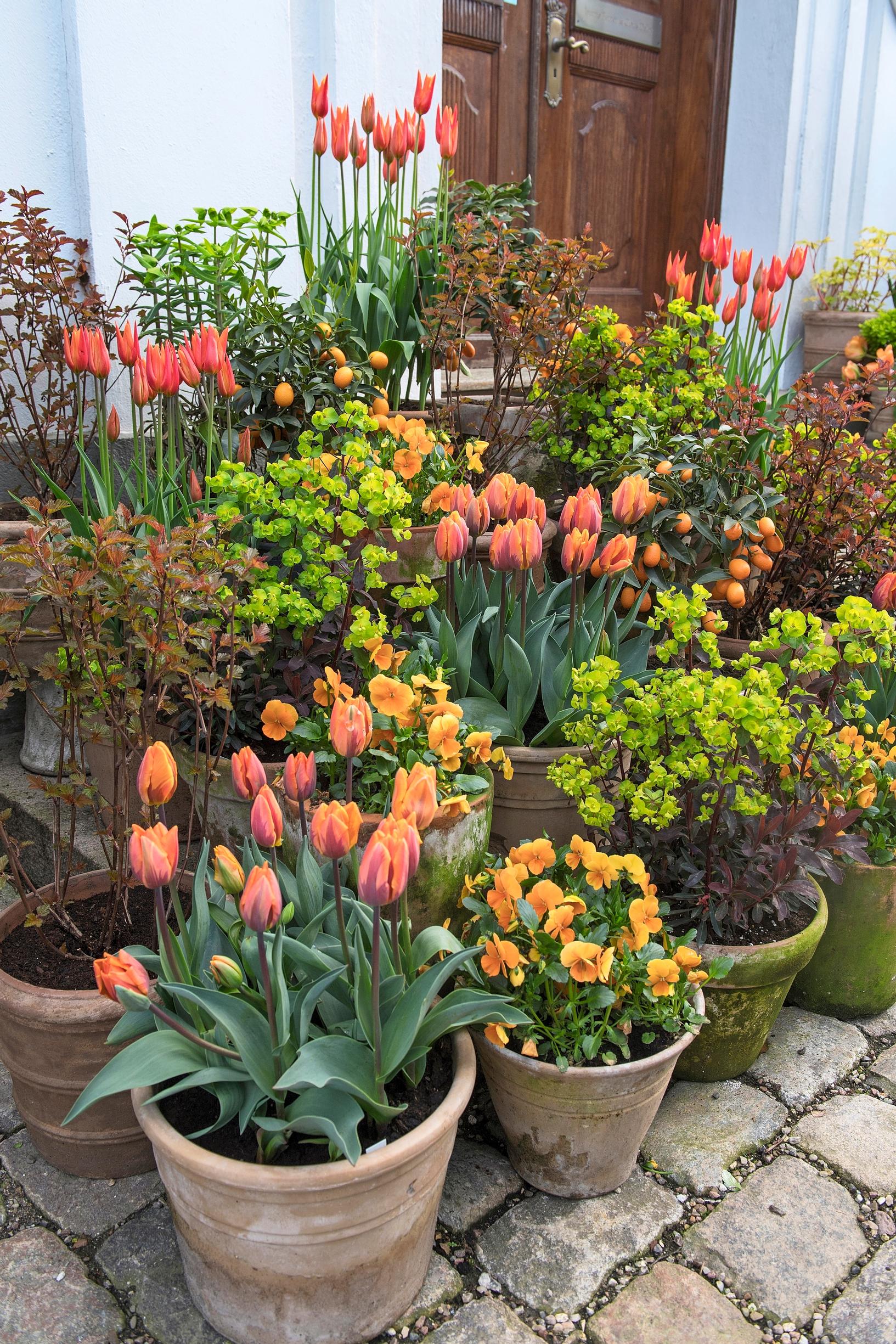 Orange spring flowers in Claus Dalby’s garden