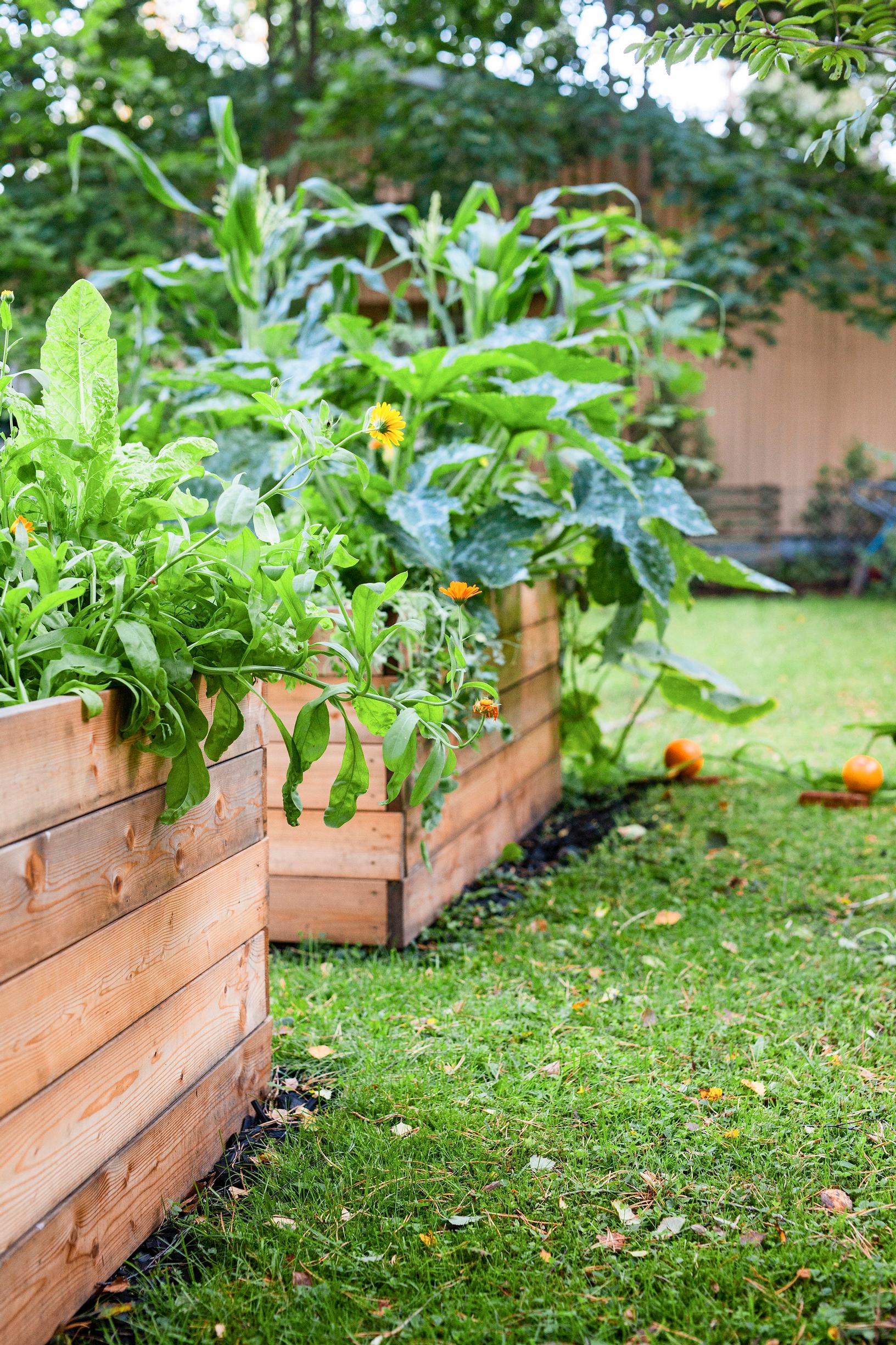 Homemade raised garden beds