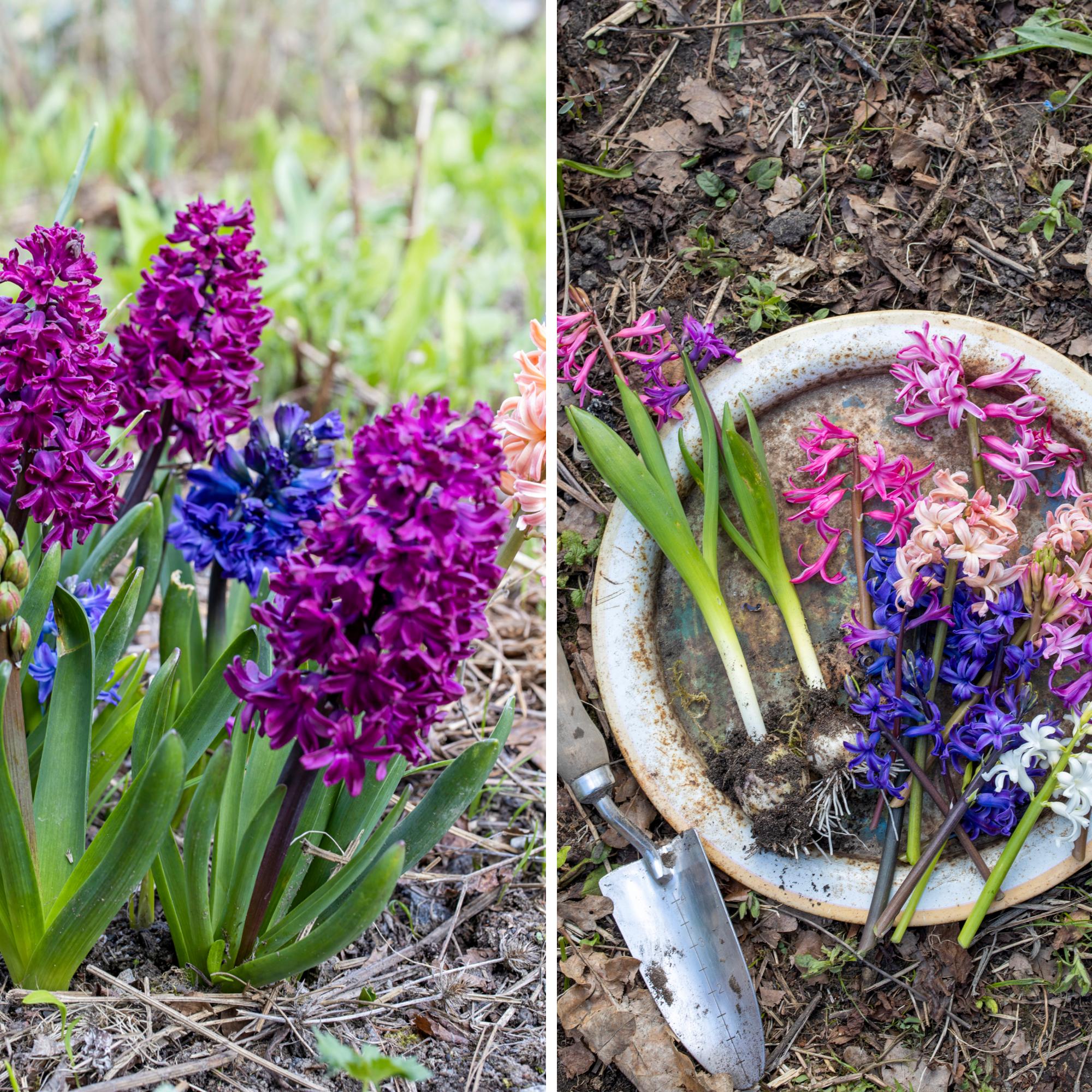 Hyacinths bring color and fragrance to a spring garden—some even year after year! Save your potted hyacinths for garden planting, too