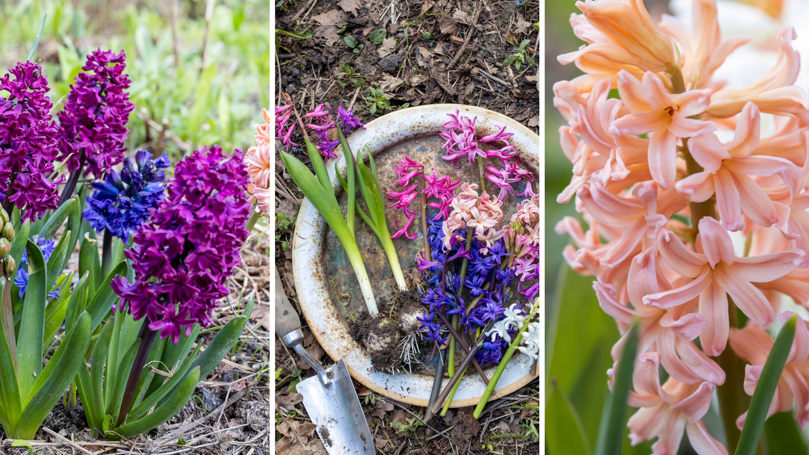 Hyacinths bring color and fragrance to a spring garden—some even year after year! Save your potted hyacinths for garden planting, too