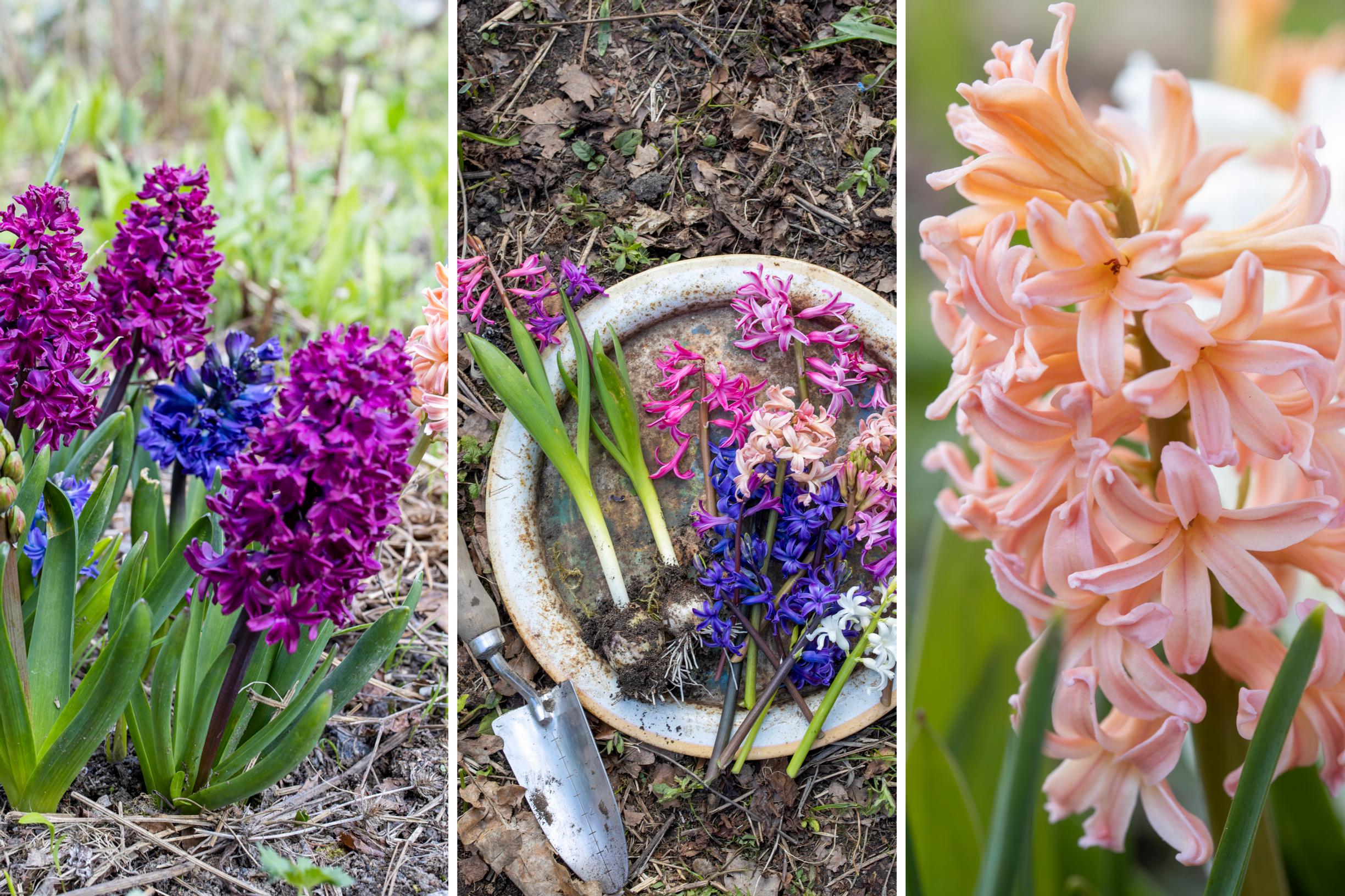 Fragrant Hyacinth Trio Fragrant Hyacinth Trio