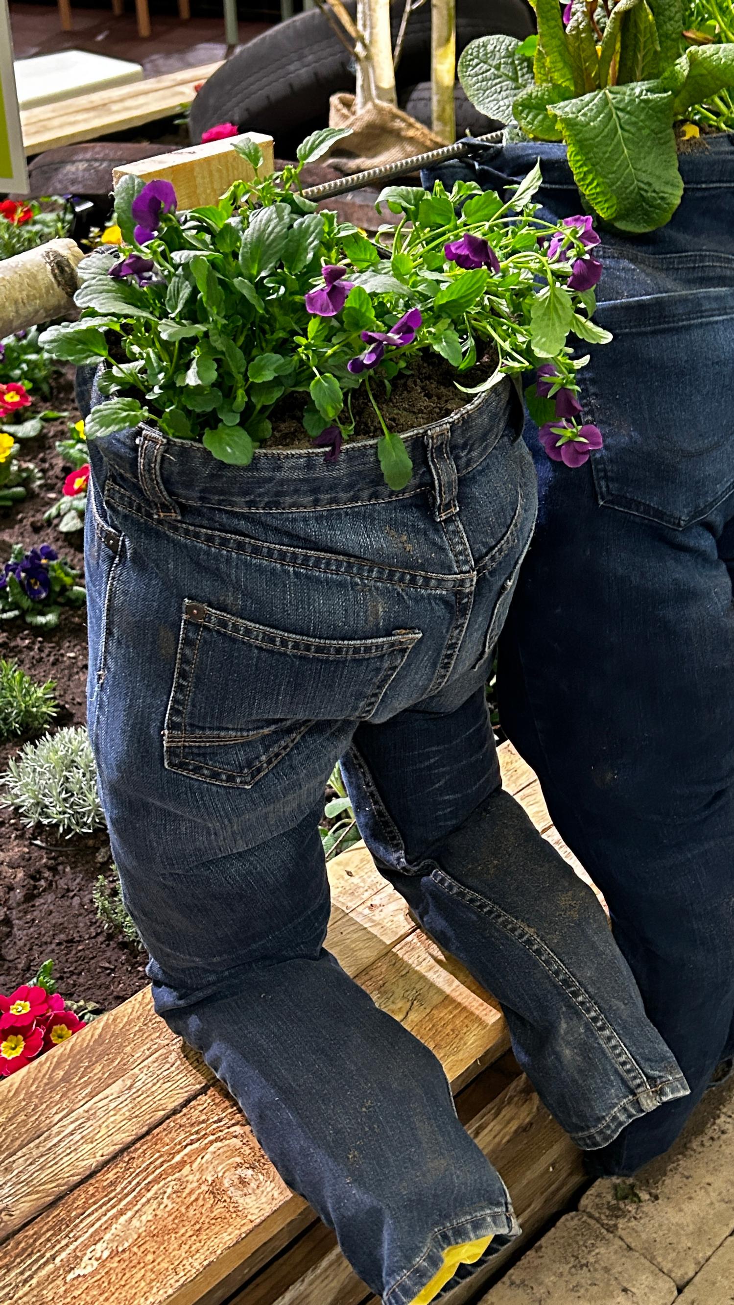 pansies planted in jeans