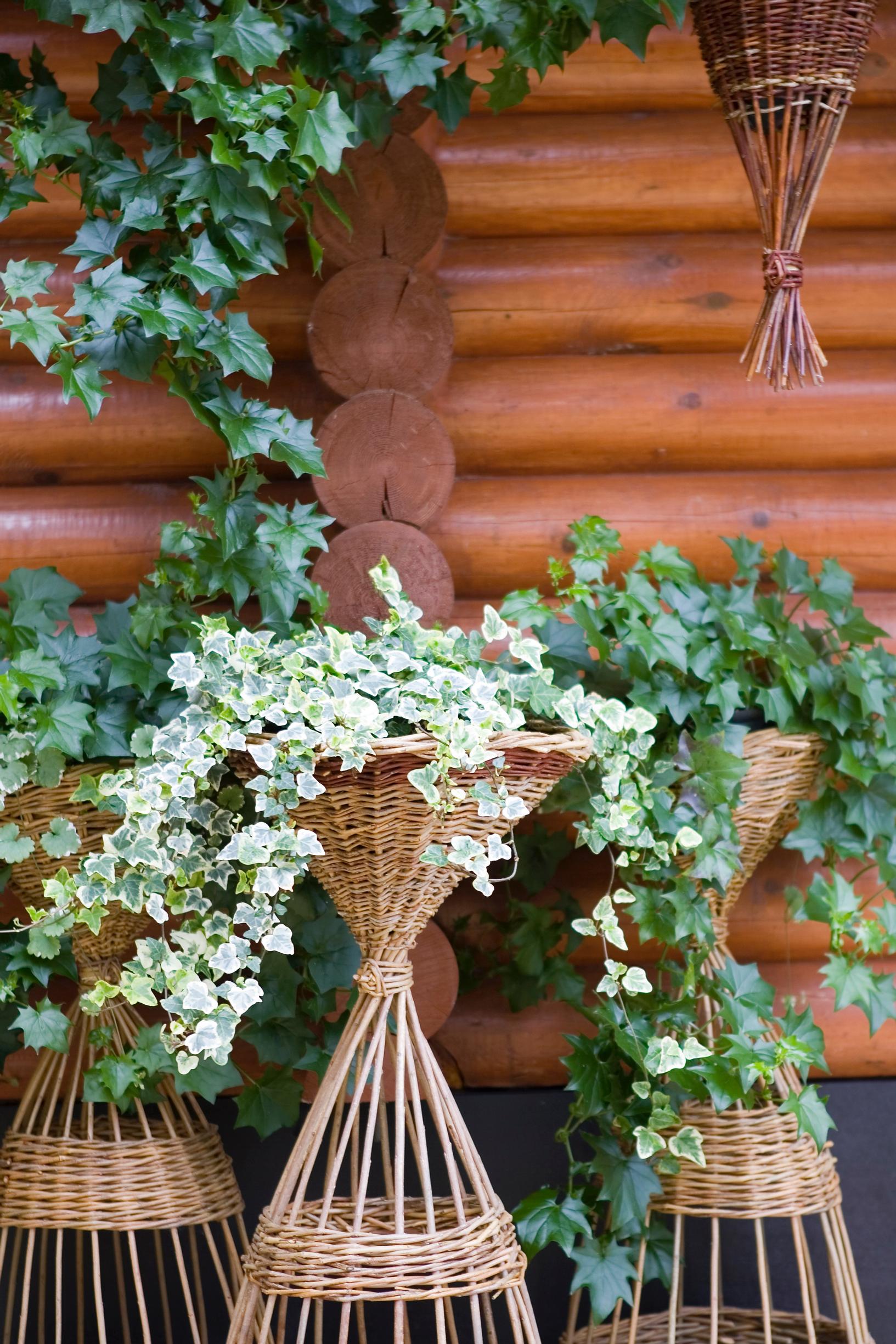 Variegated ivy