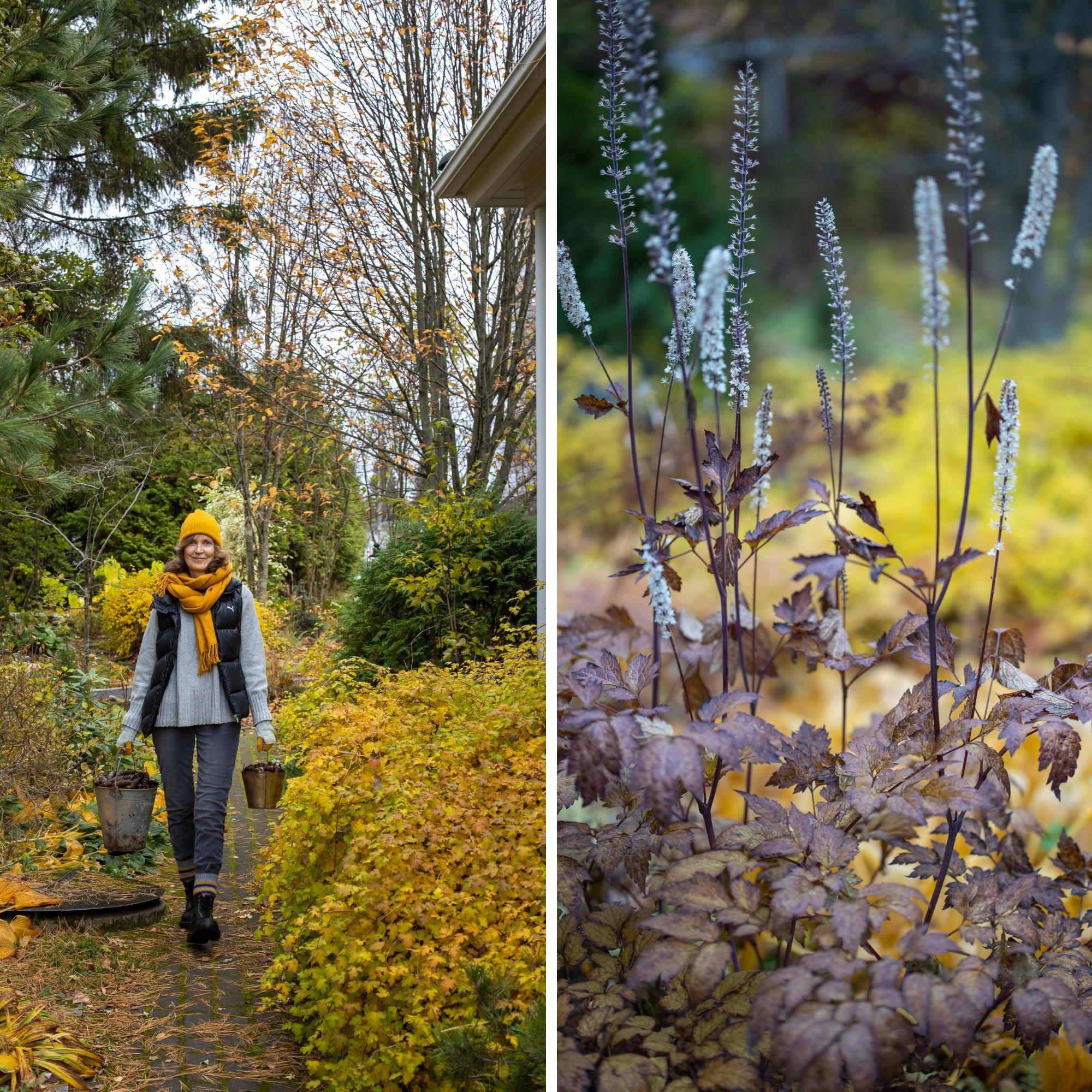 Maija-Leena’s atmospheric garden on a shoestring: “I’m very frugal and try to save on everything”