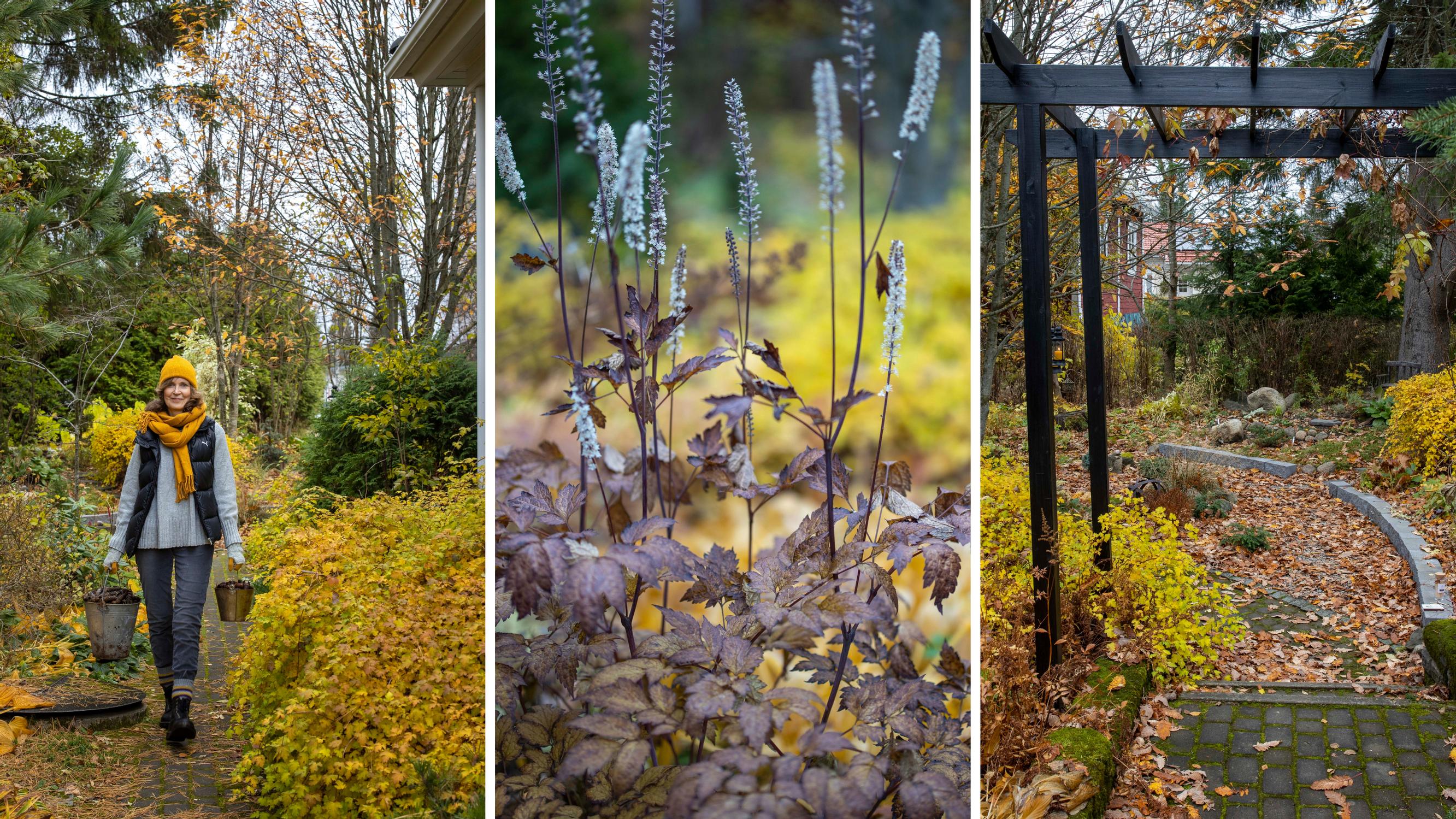 Maija-Leena’s atmospheric garden on a shoestring: “I’m very frugal and try to save on everything”