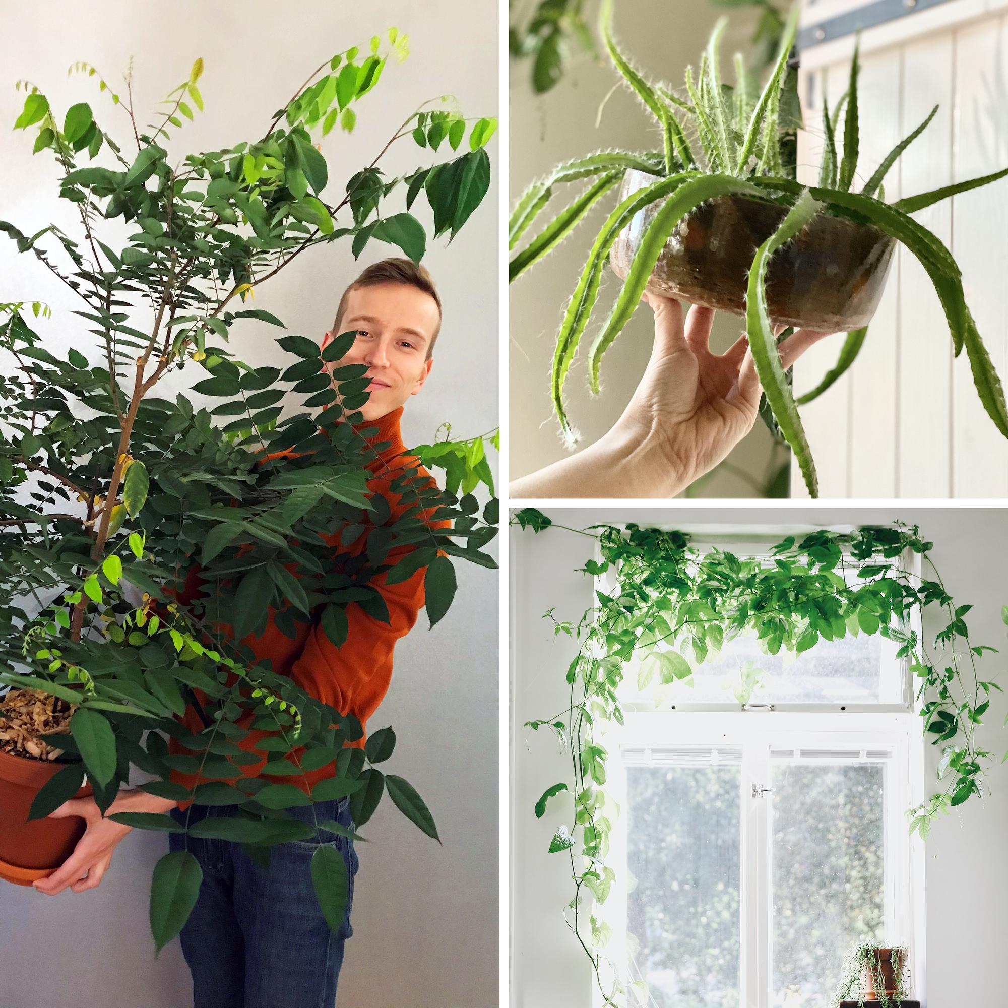 From store-bought fruit to fantastic houseplants: sprouting carambola, kiwi, and 8 other tasty treats