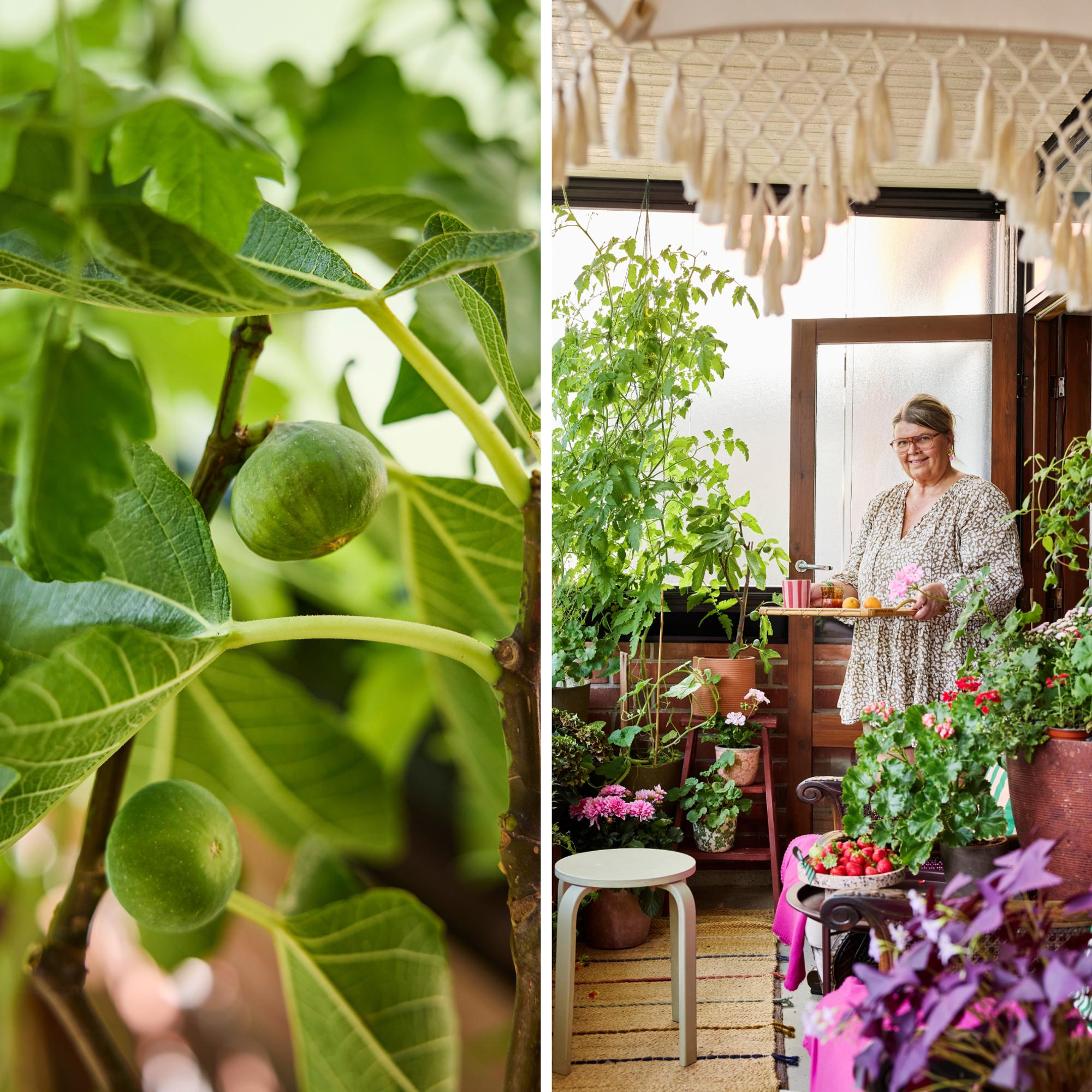 This interior designer sleeps on her balcony, where vines curl and figs ripen