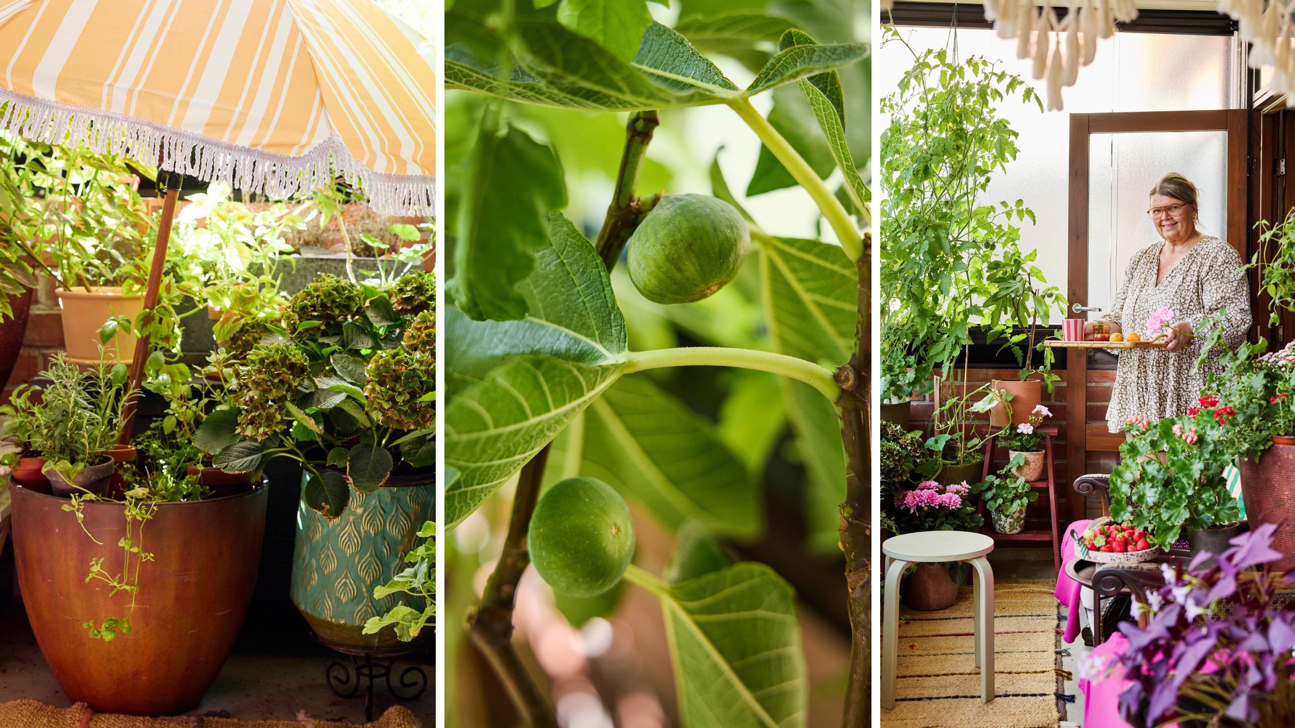 This interior designer sleeps on her balcony, where vines curl and figs ripen