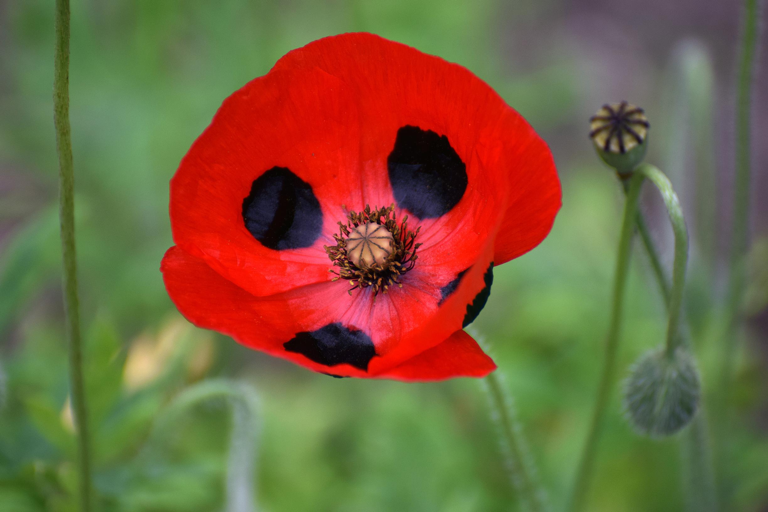 Ladybird poppy