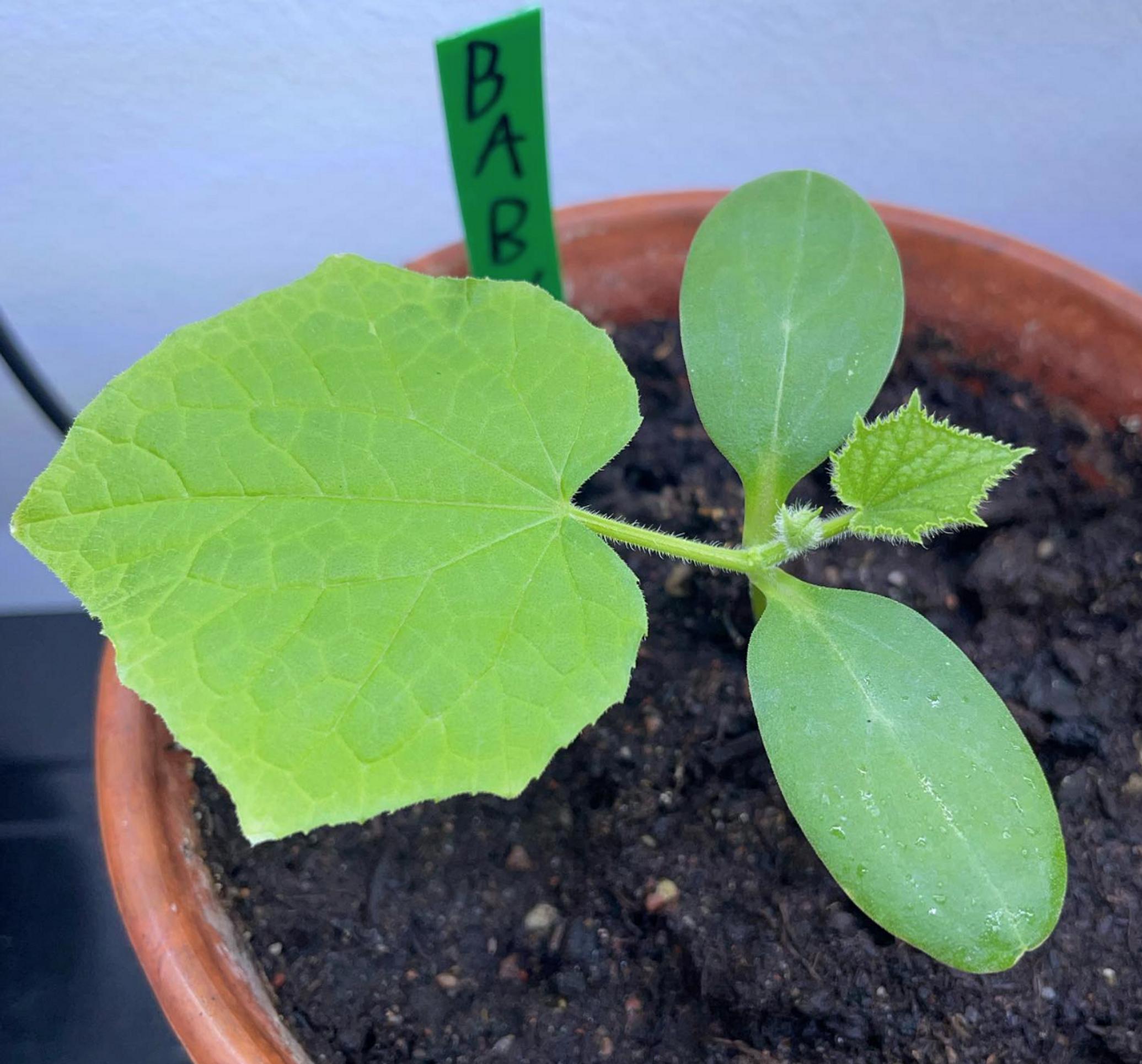 Leonna’s window cucumber seedling