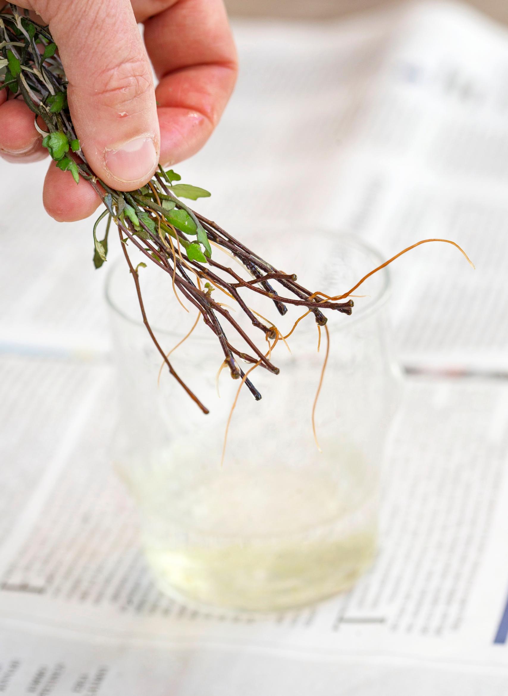 Corokia cotoneaster cuttings