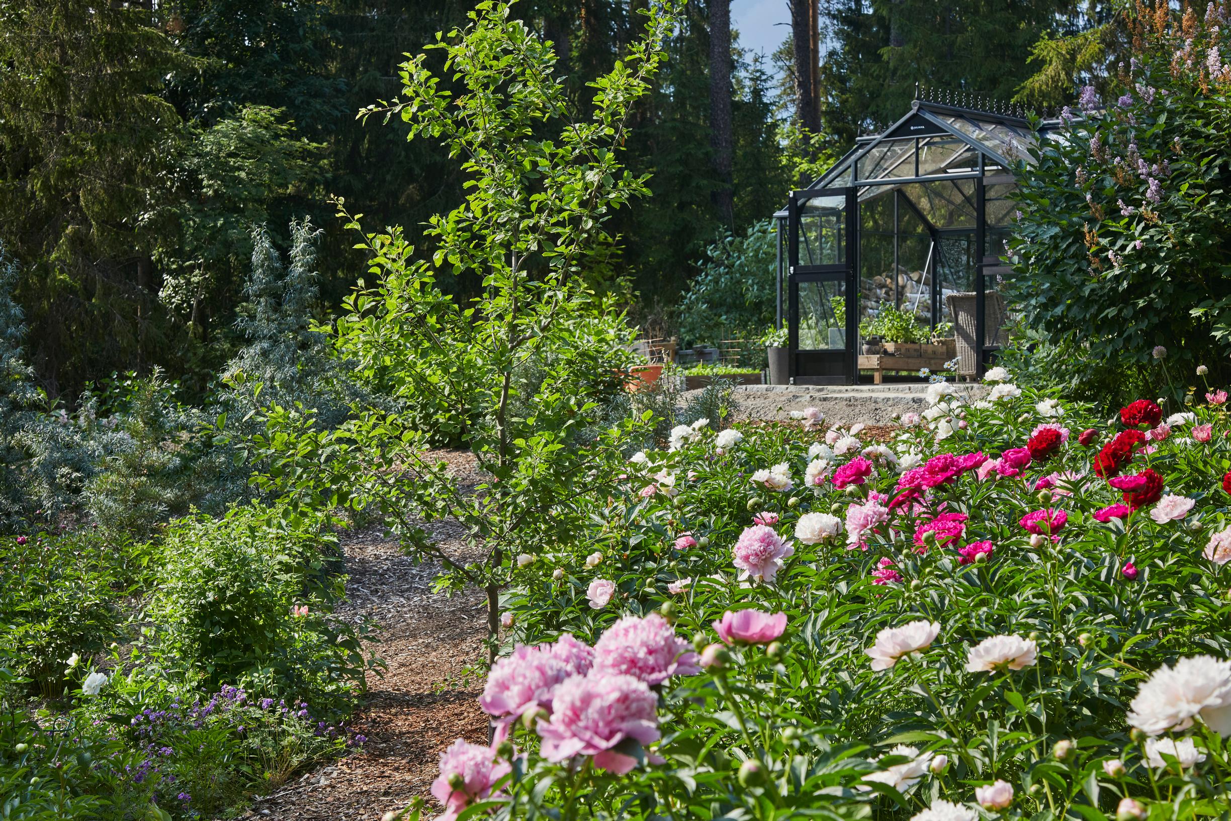 Peony garden