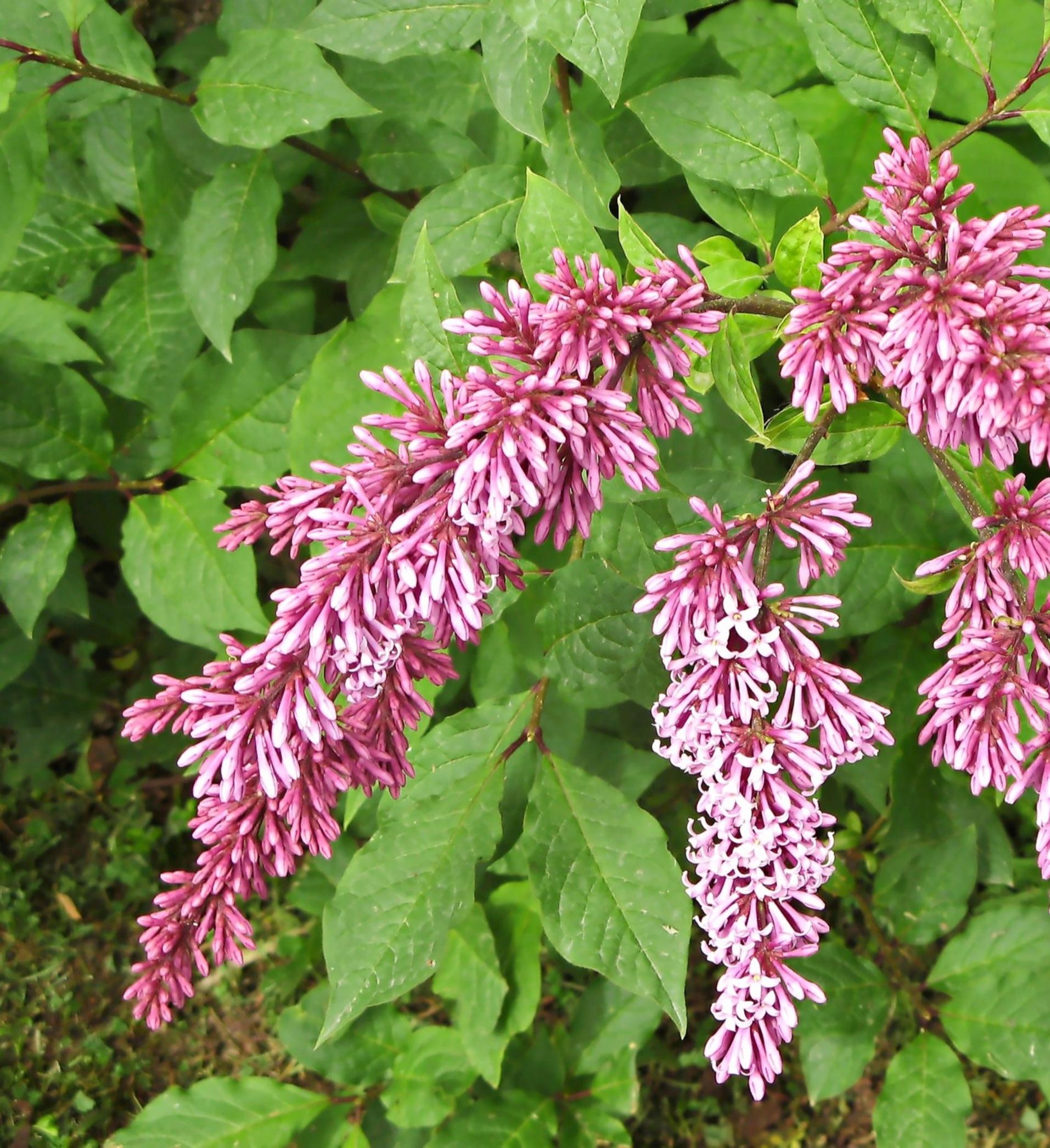 flowering trees for cold climate