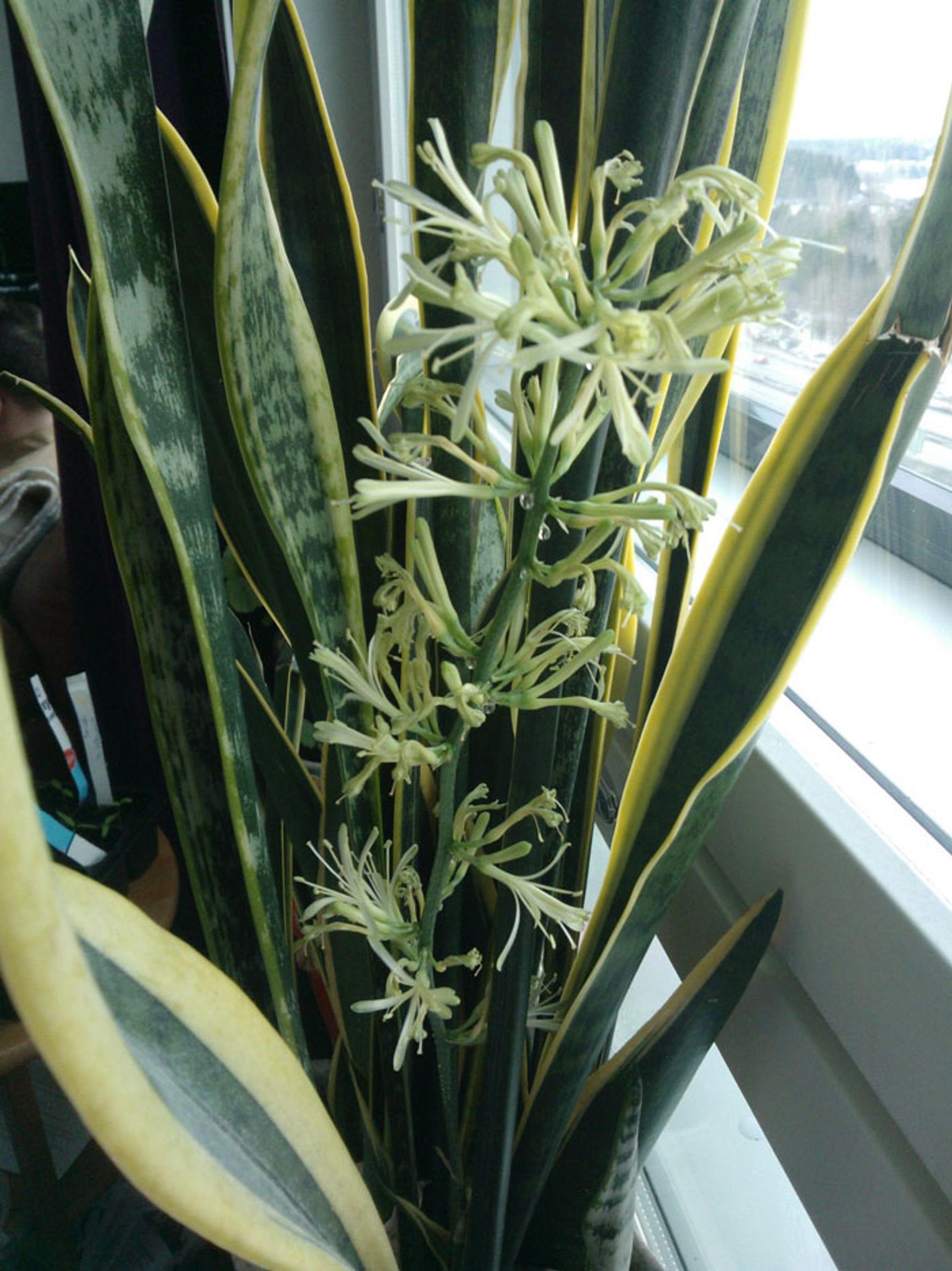 Snake plant care guide: flower