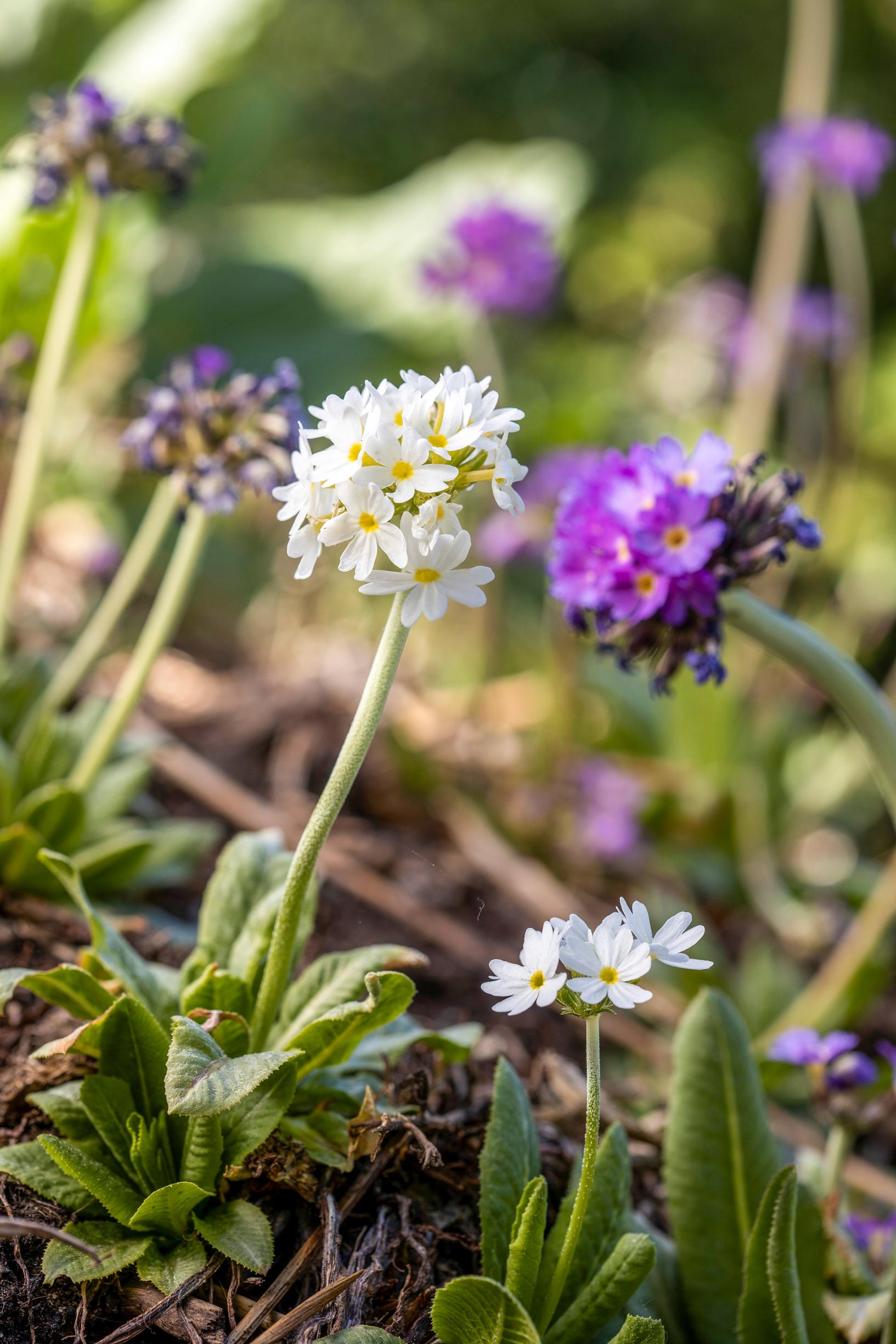 Primrose is more versatile than its reputation: the white drumstick primrose is ‘Weisse Auslese’ and the blue-violet is ‘Blue Selection’.