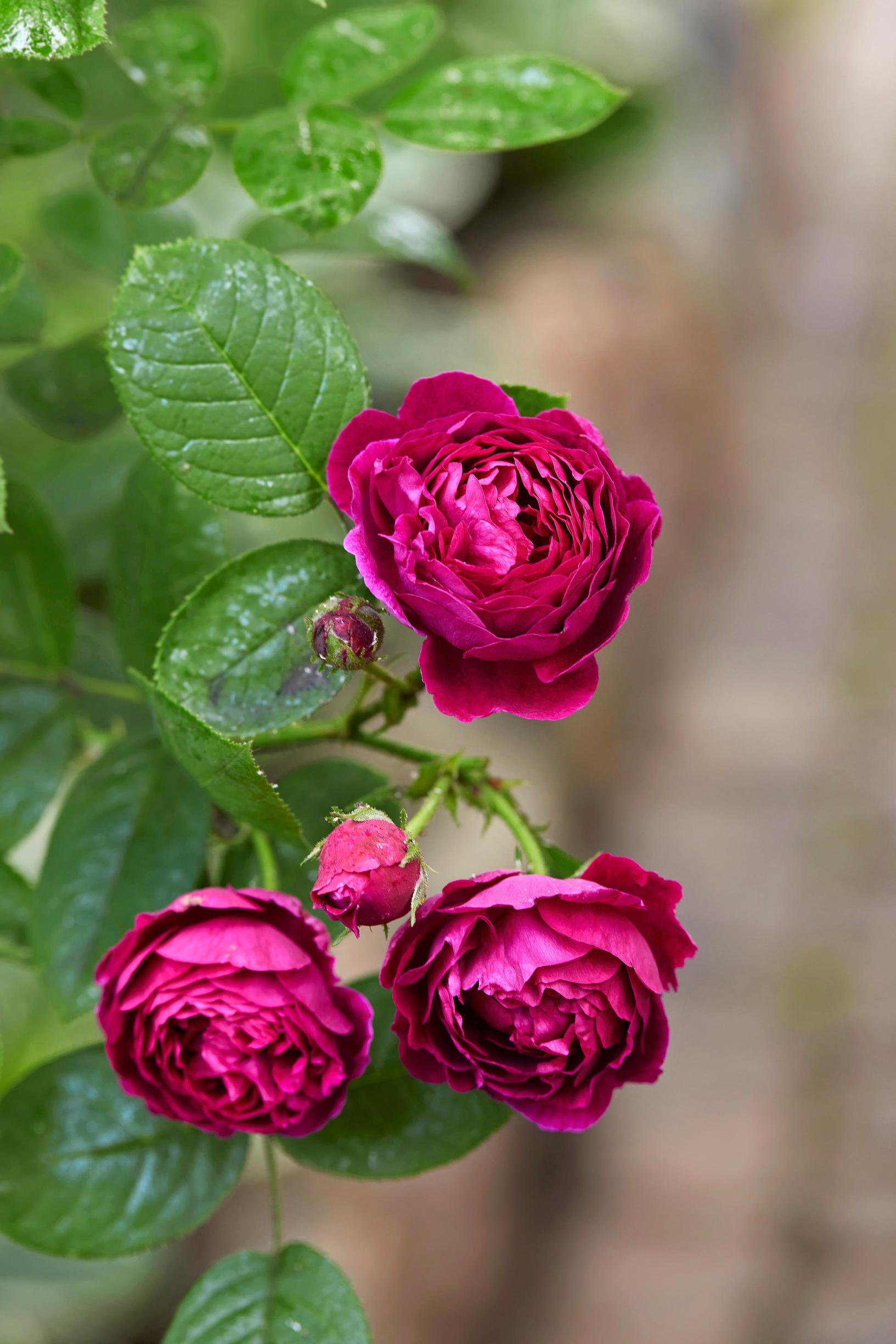 The Bourbon rose ‘Zigeunerknabe’ dates back to 1869.