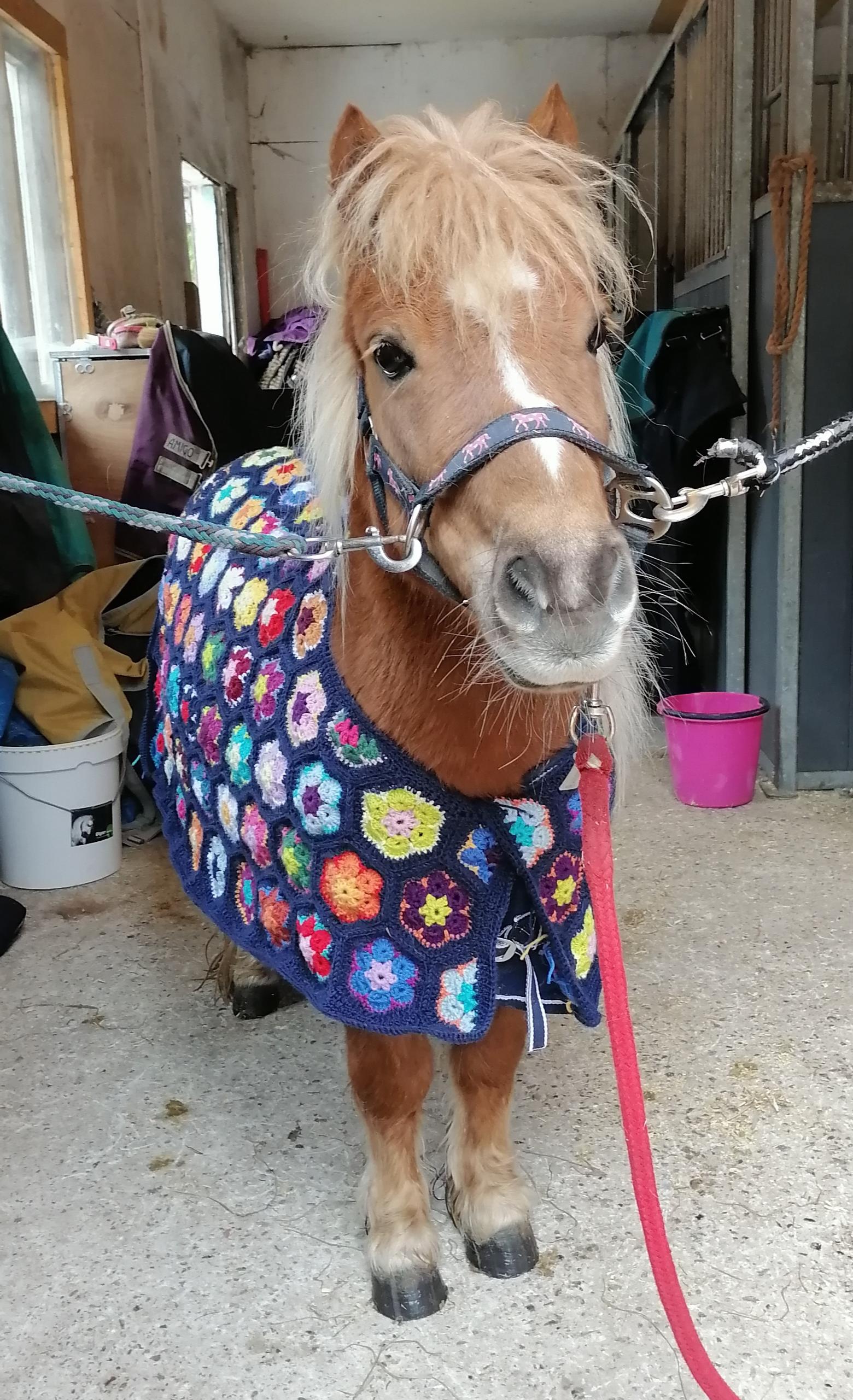Ylläri the pony wearing a crocheted floral blanket