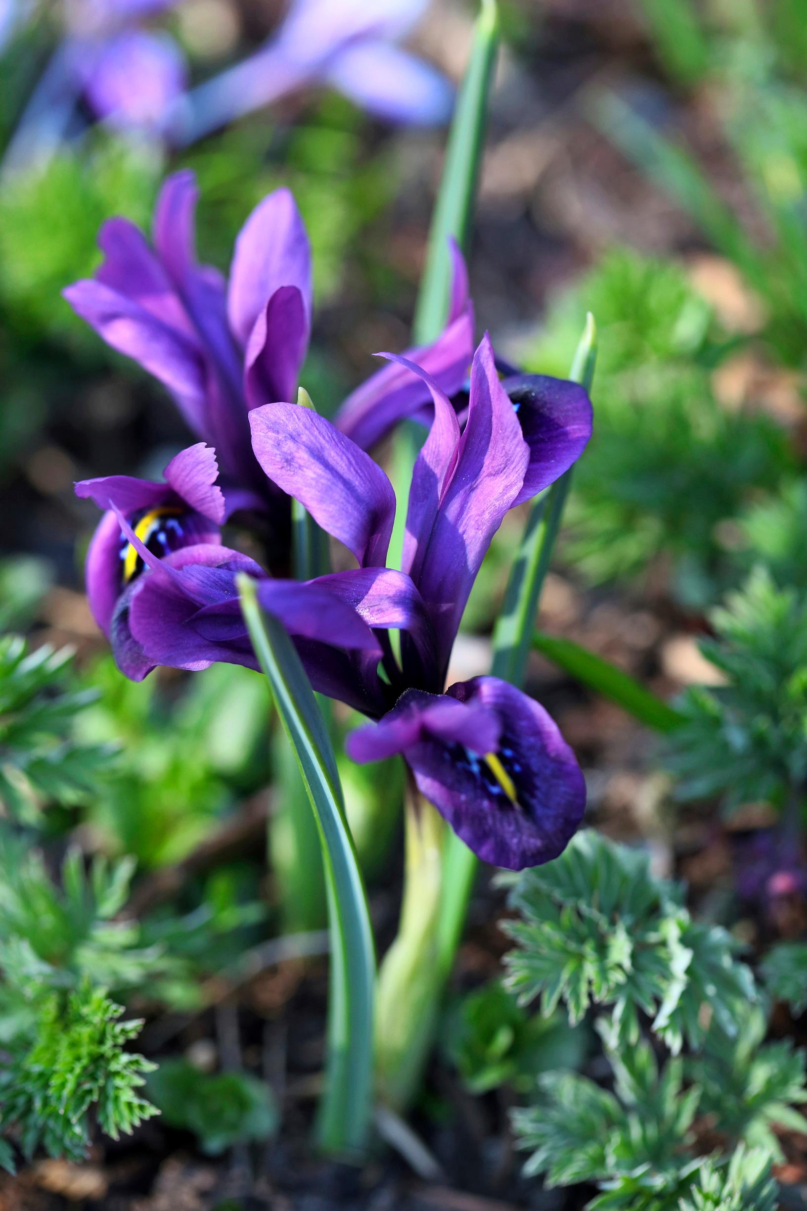 bulb flowers’ growing sites: netted iris