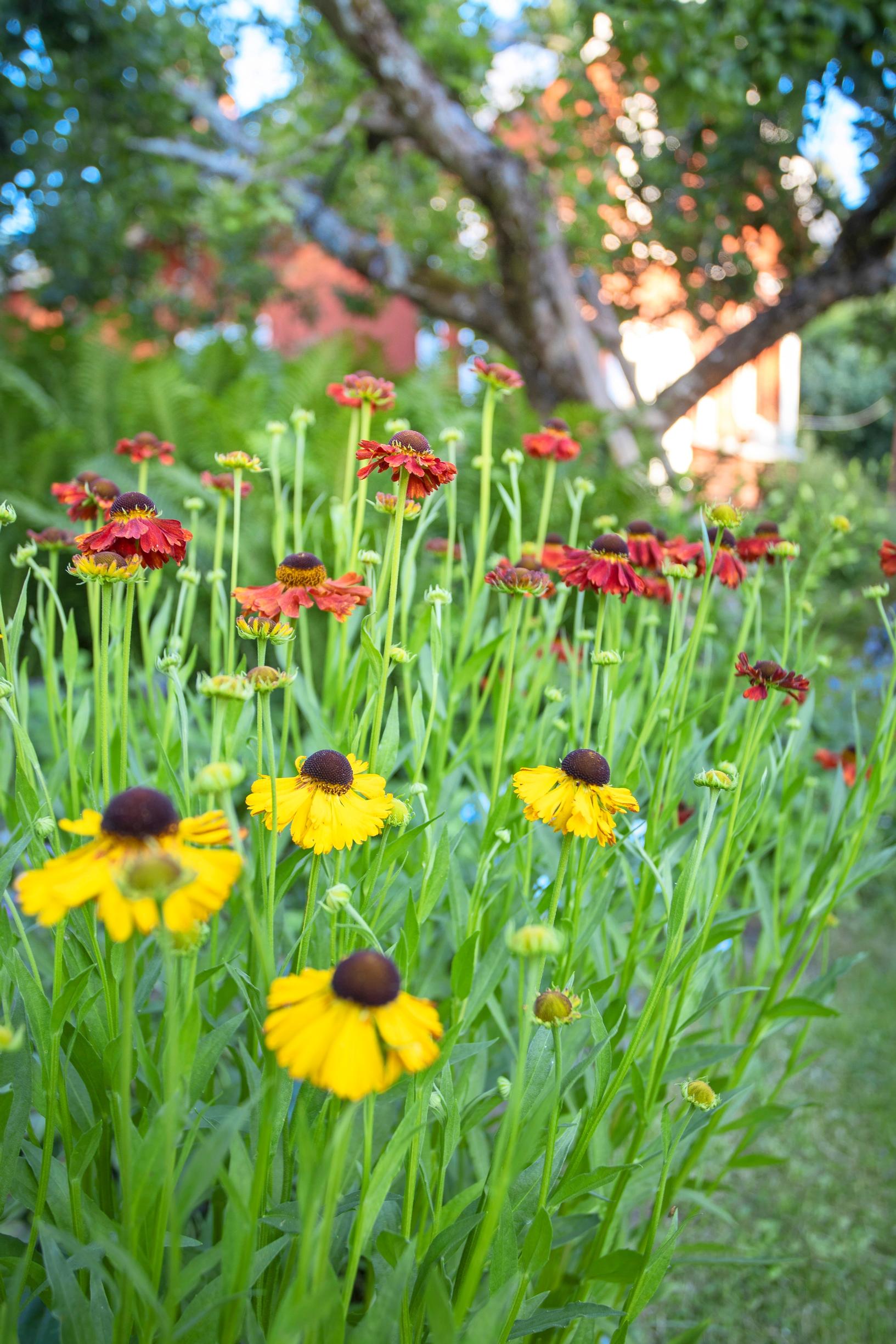 Autumn heleniums in Maikki’s garden.
