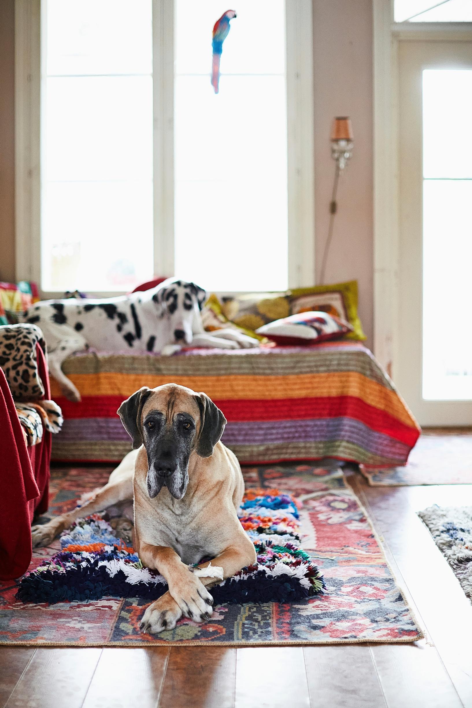 Great Dane lying on the floor