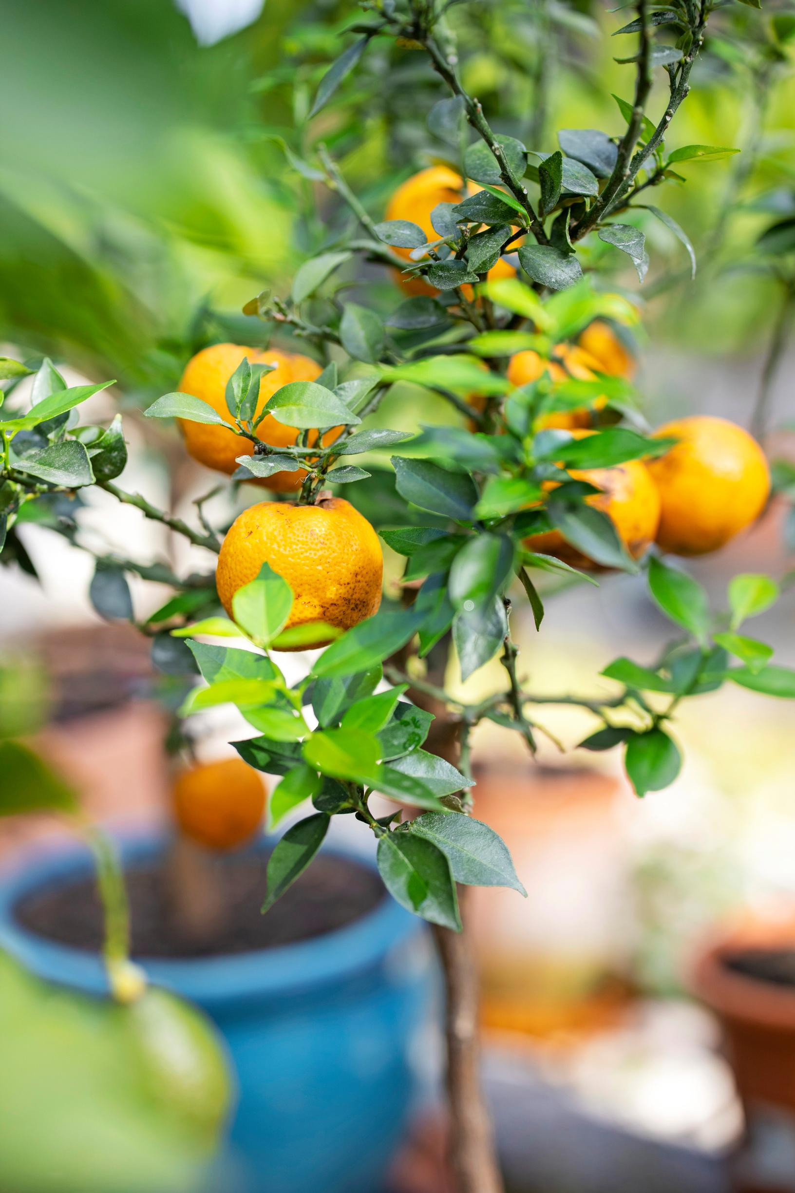 ‘Chinotto’ (Citrus x aurantium ‘Chinotto’), also known as kinotto or myrtinlehtipomeranssi
