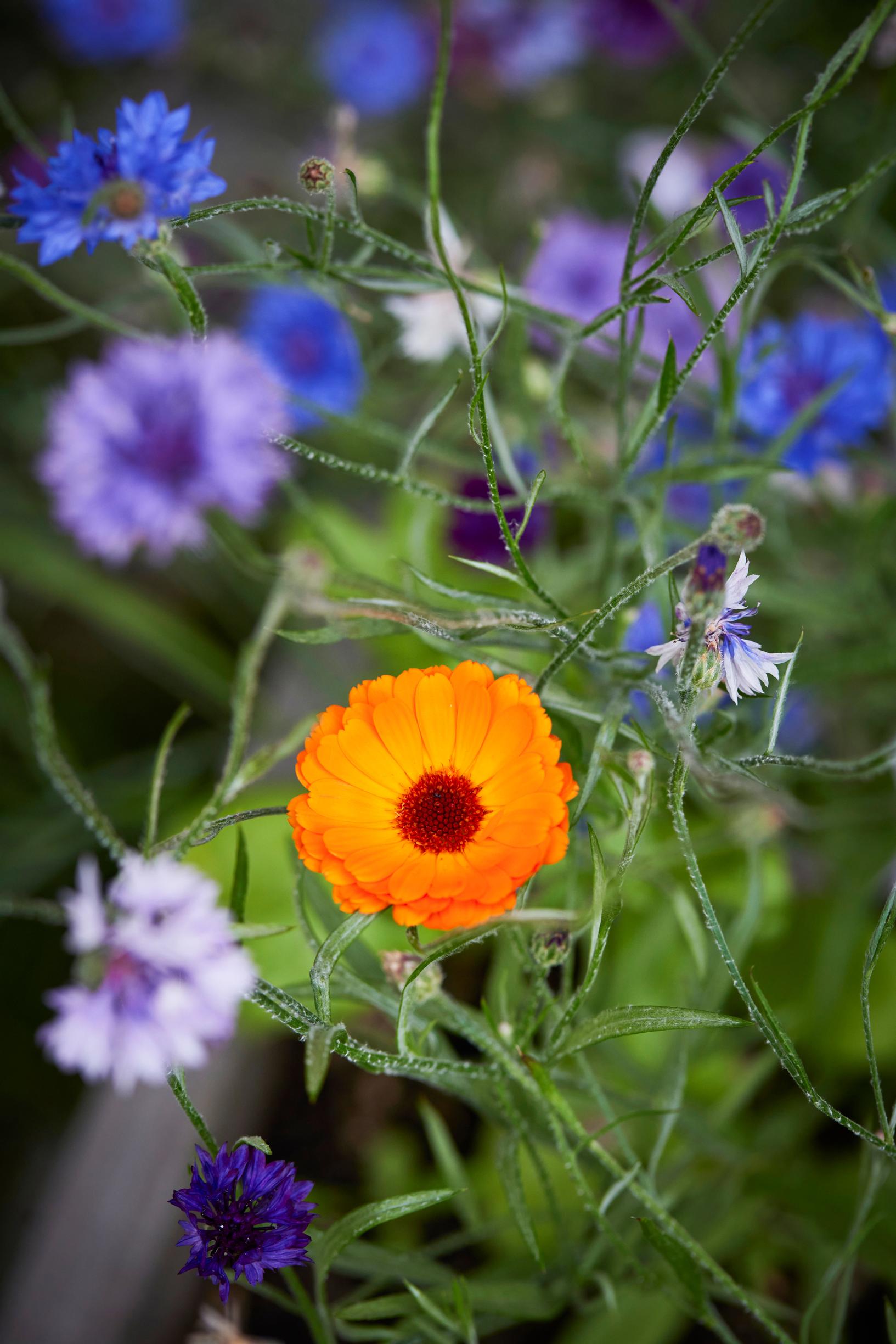 Cornflowers and marigold.