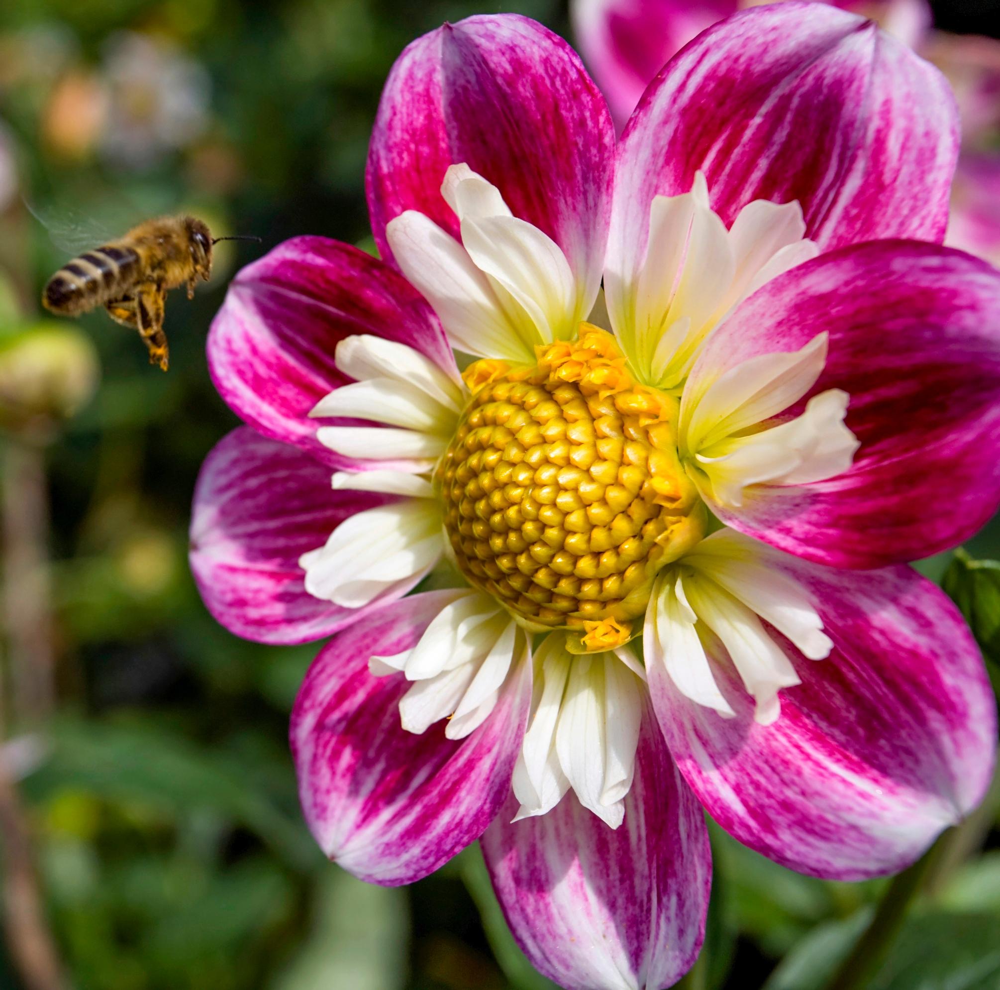 Collar dahlia ‘Impression Famoso’