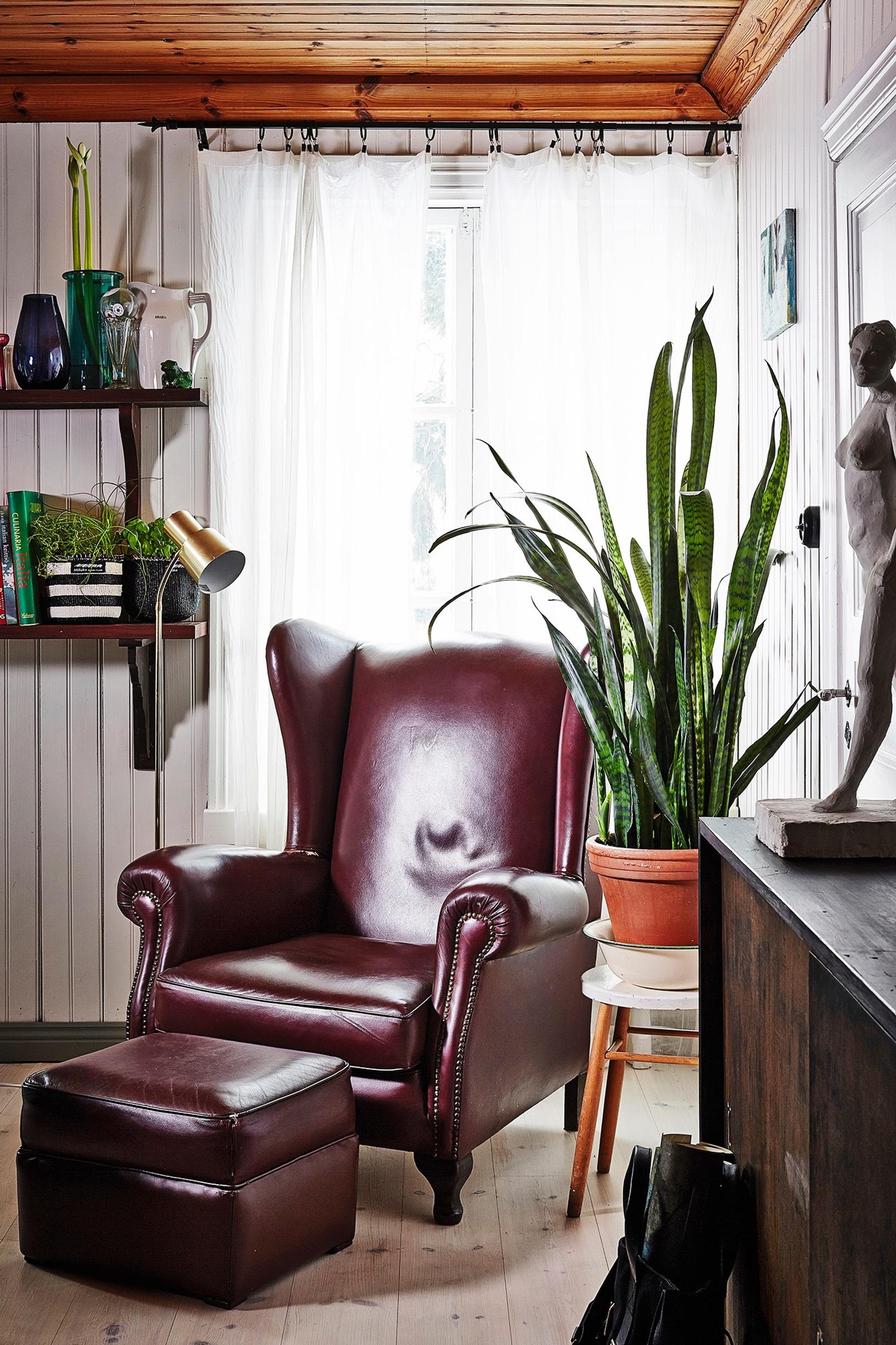 Snake plant care guide