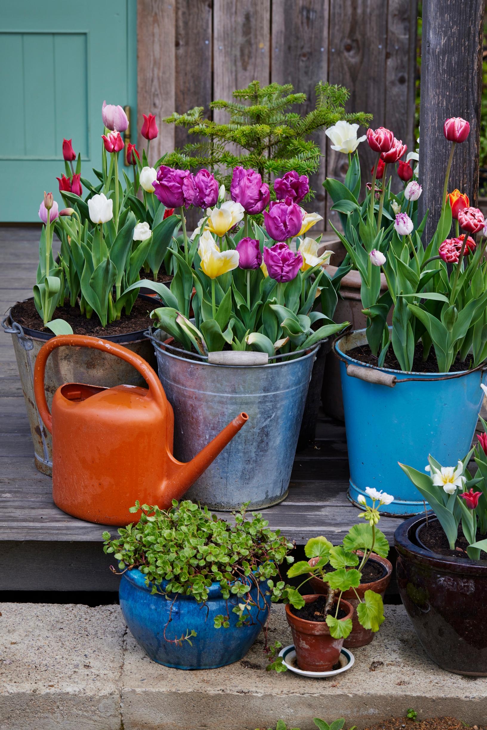 Tulips in pots