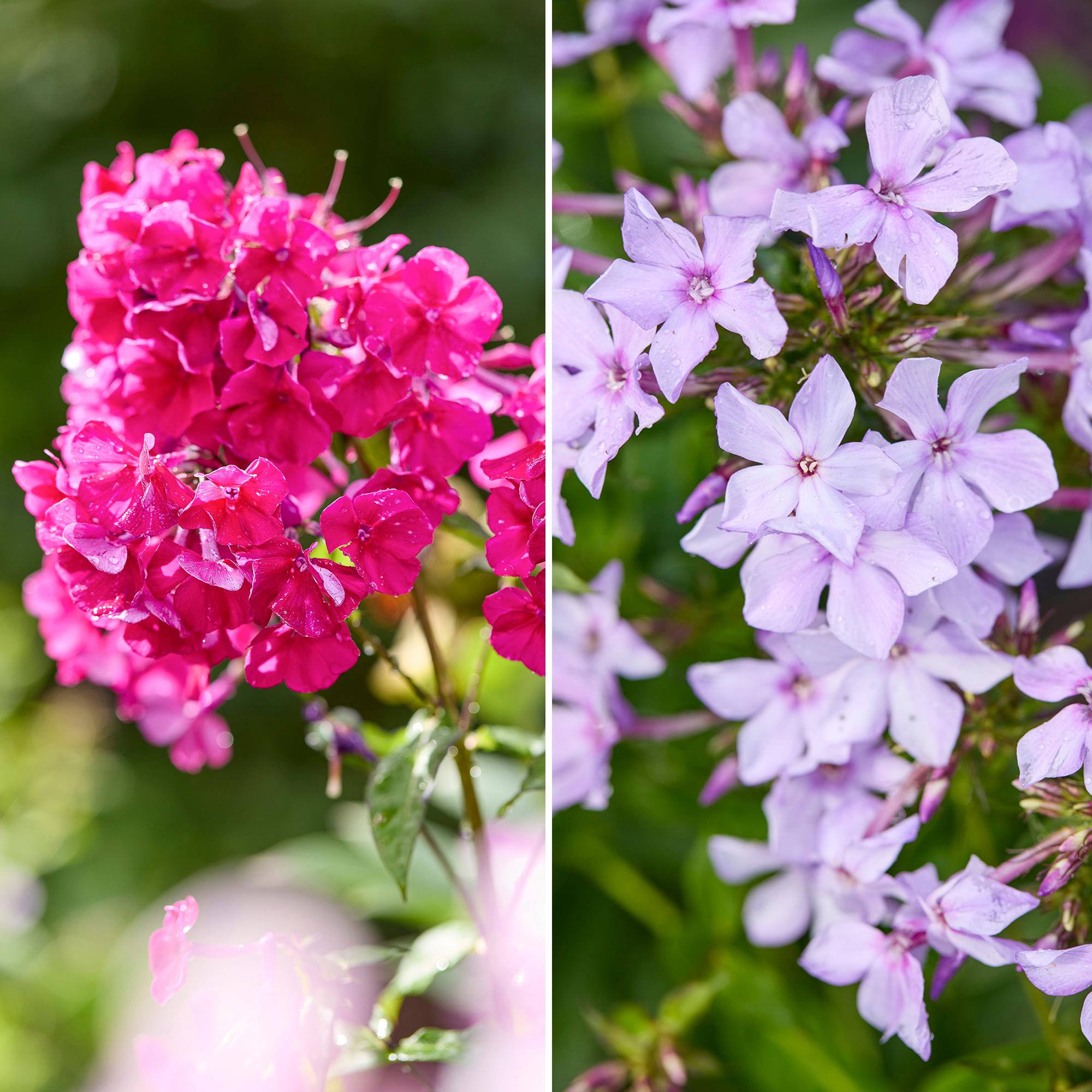 “Flowers that open in pink soon gain a smoky gray tint”: ‘Anna Karenina’ and 6 other stunning fall phlox varieties