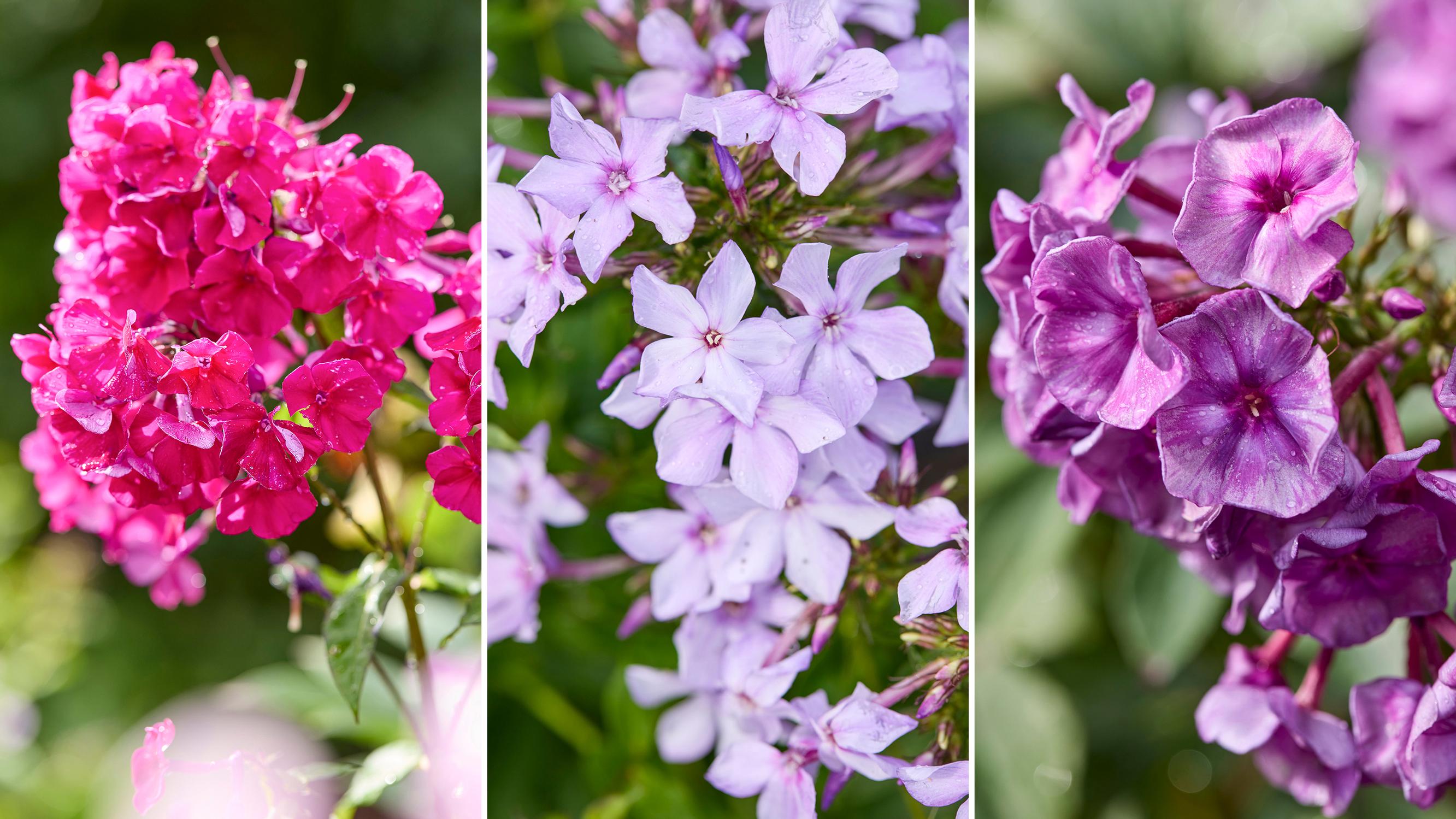 “Flowers that open in pink soon gain a smoky gray tint”: ‘Anna Karenina’ and 6 other stunning fall phlox varieties