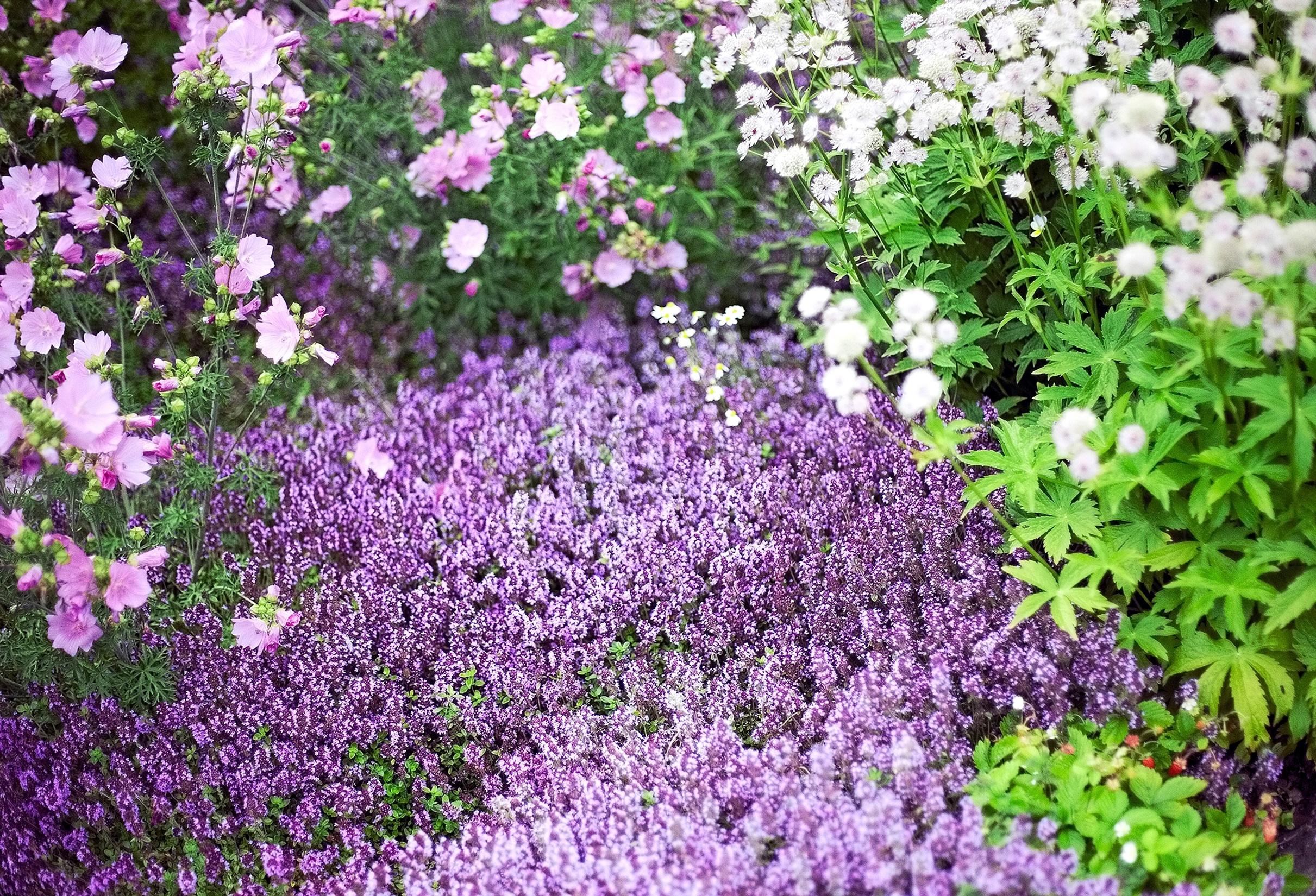 Easy grow perennial flowers