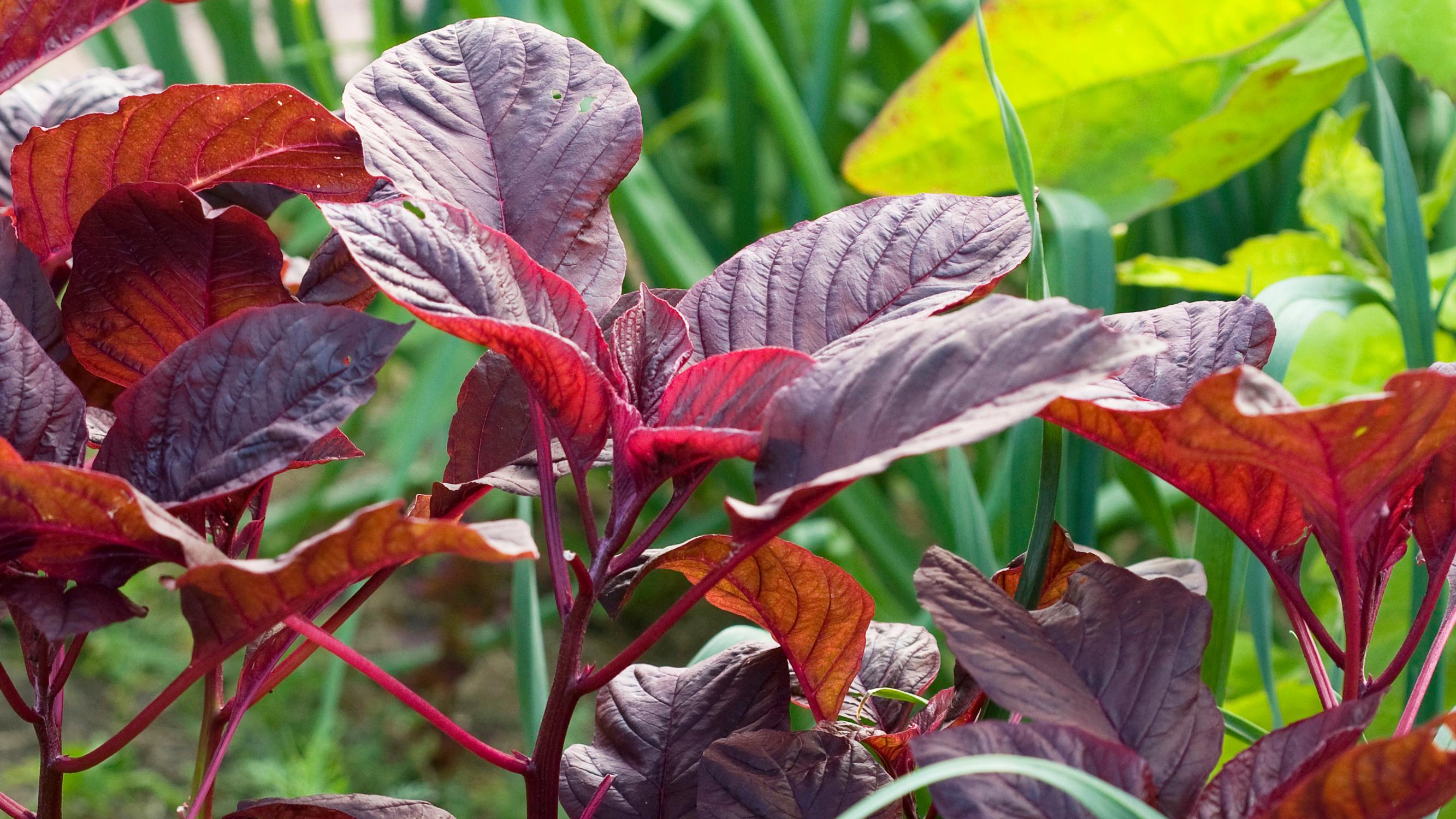 Garden orache: the spinach-like leaf that’s easy to grow