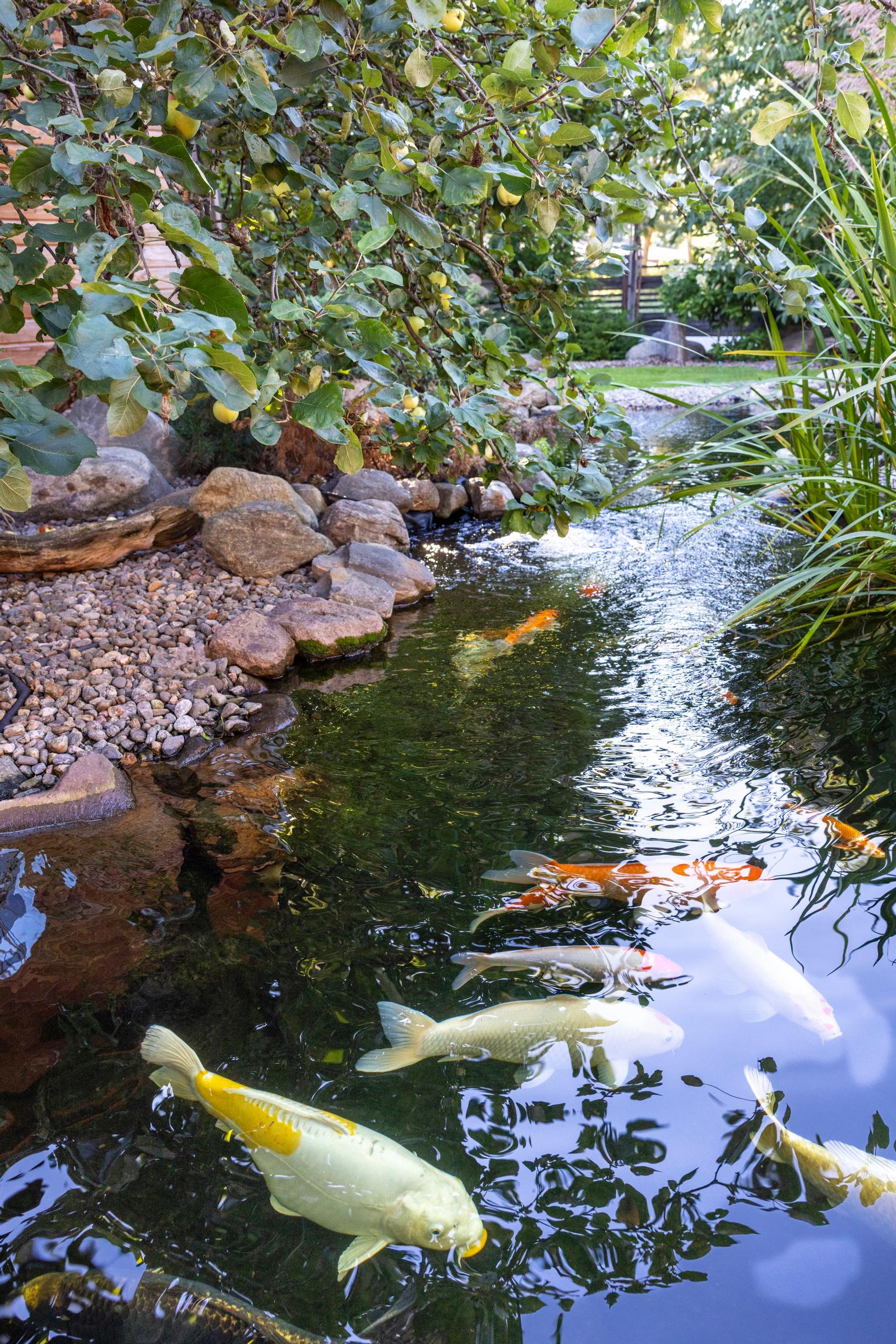 Koi in the garden pond.