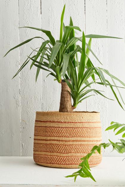 Yucca plant carehere's how to succeed | Kotona Living
