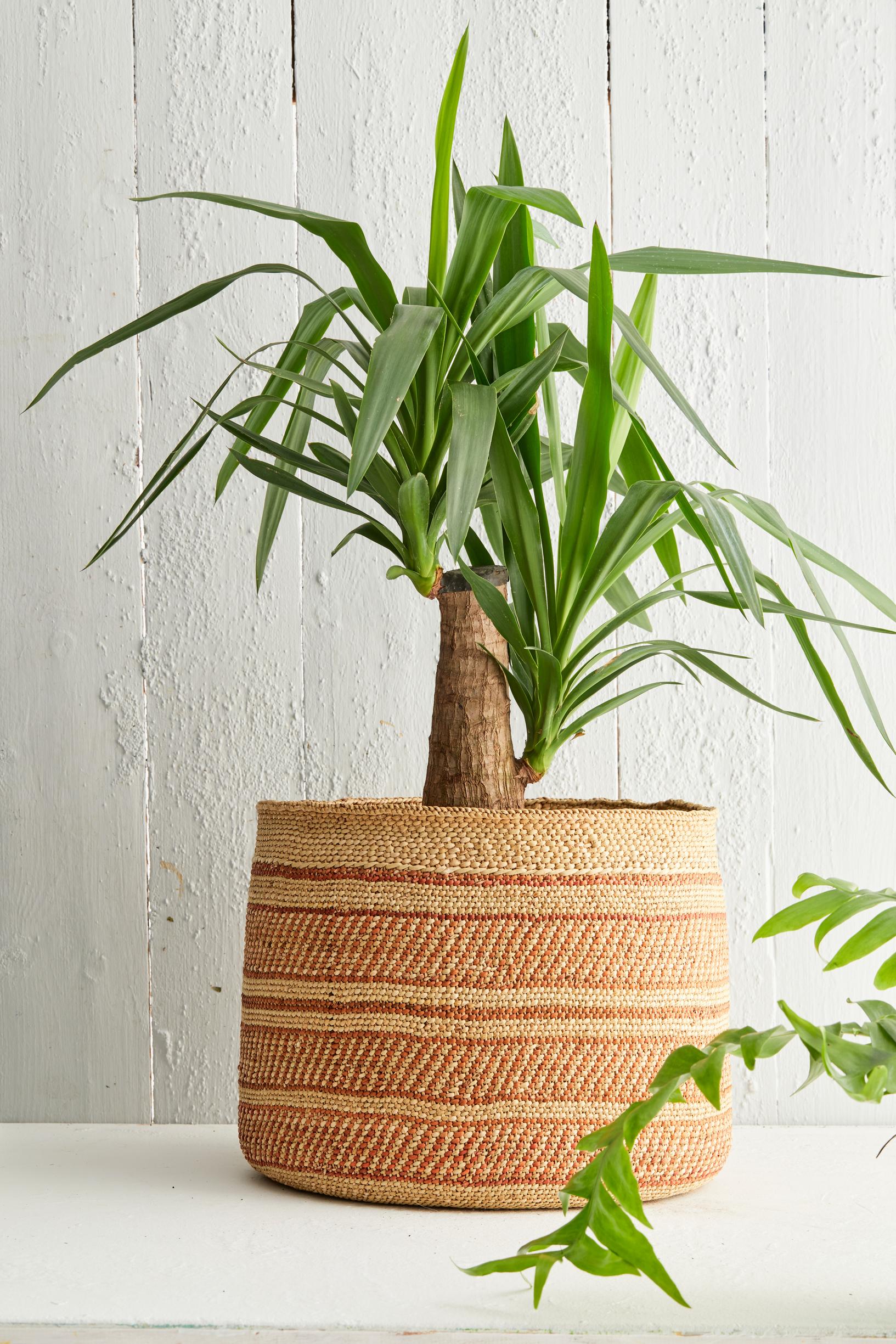 The yucca palm is a sculptural classic houseplant—check out these yucca plant care instructions!