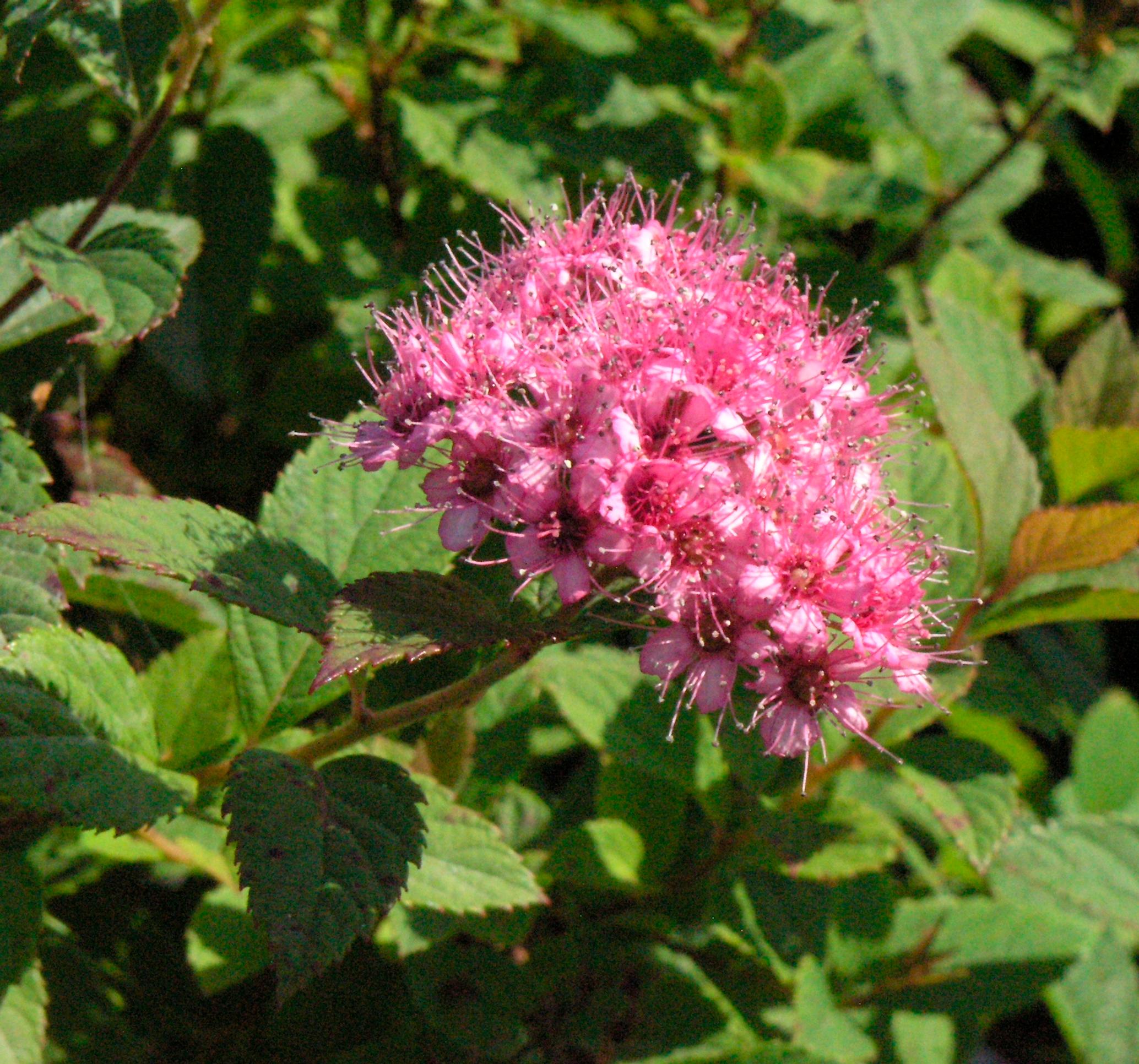 ground cover plants