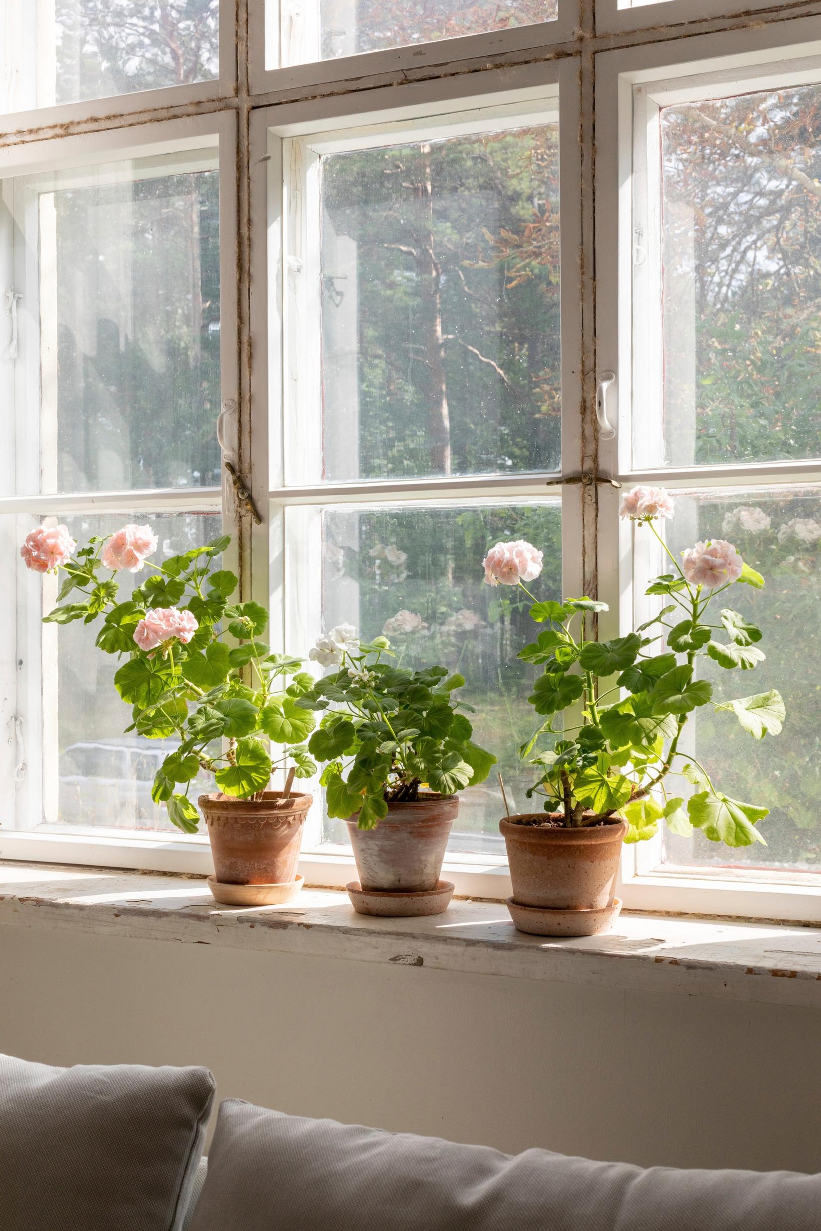 Pale pink geraniums on the windowsill
