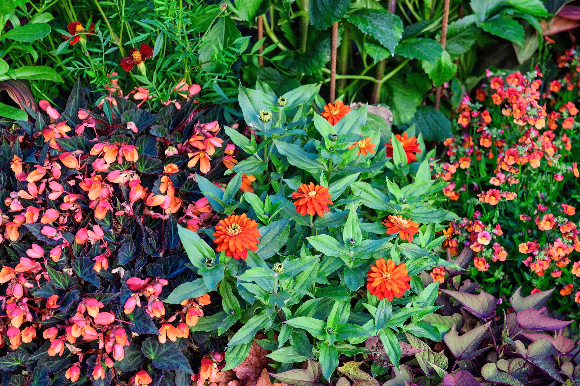 Zinnias ‘Profusion Double Fire’ in Claus Dalby’s garden