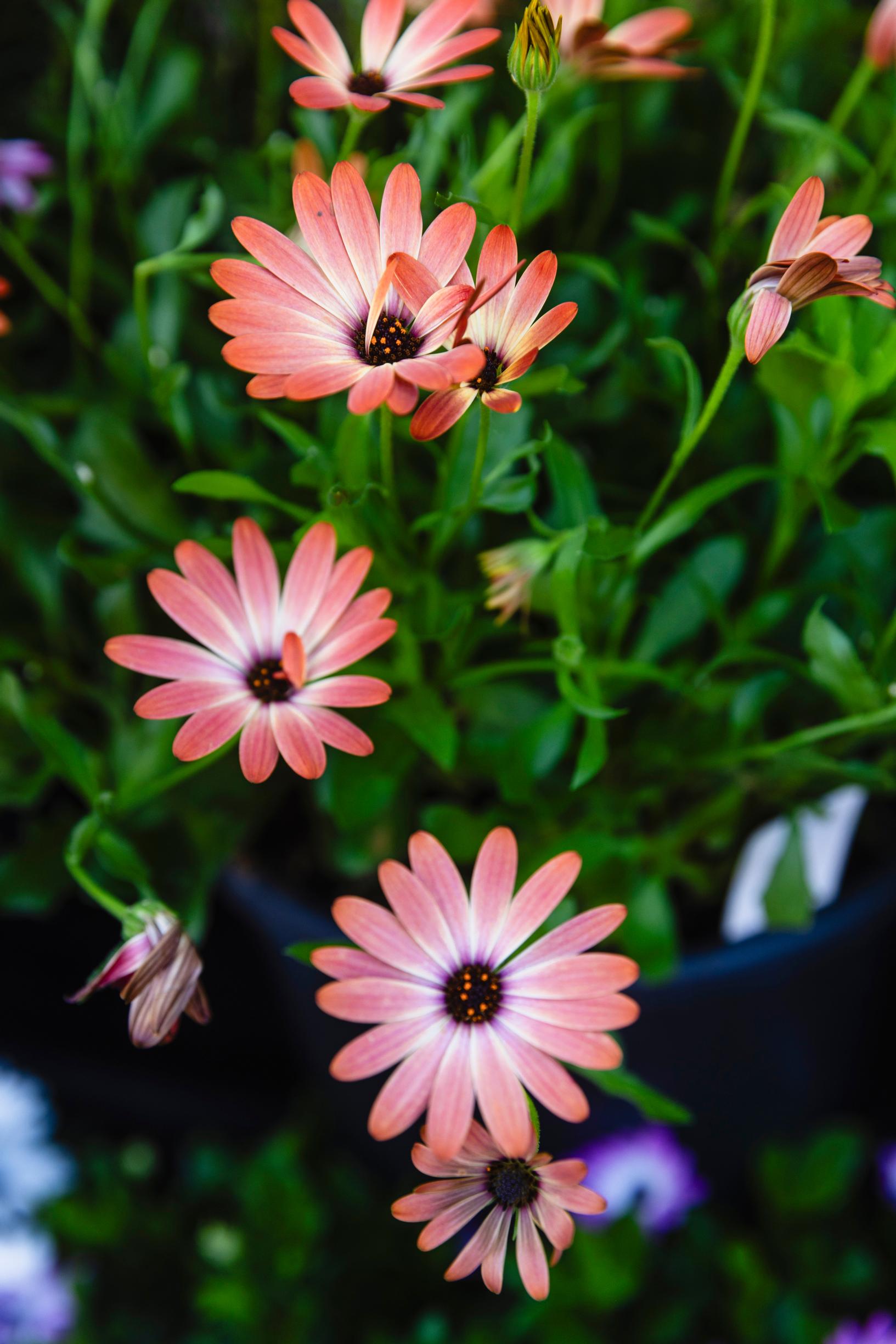 African daisy