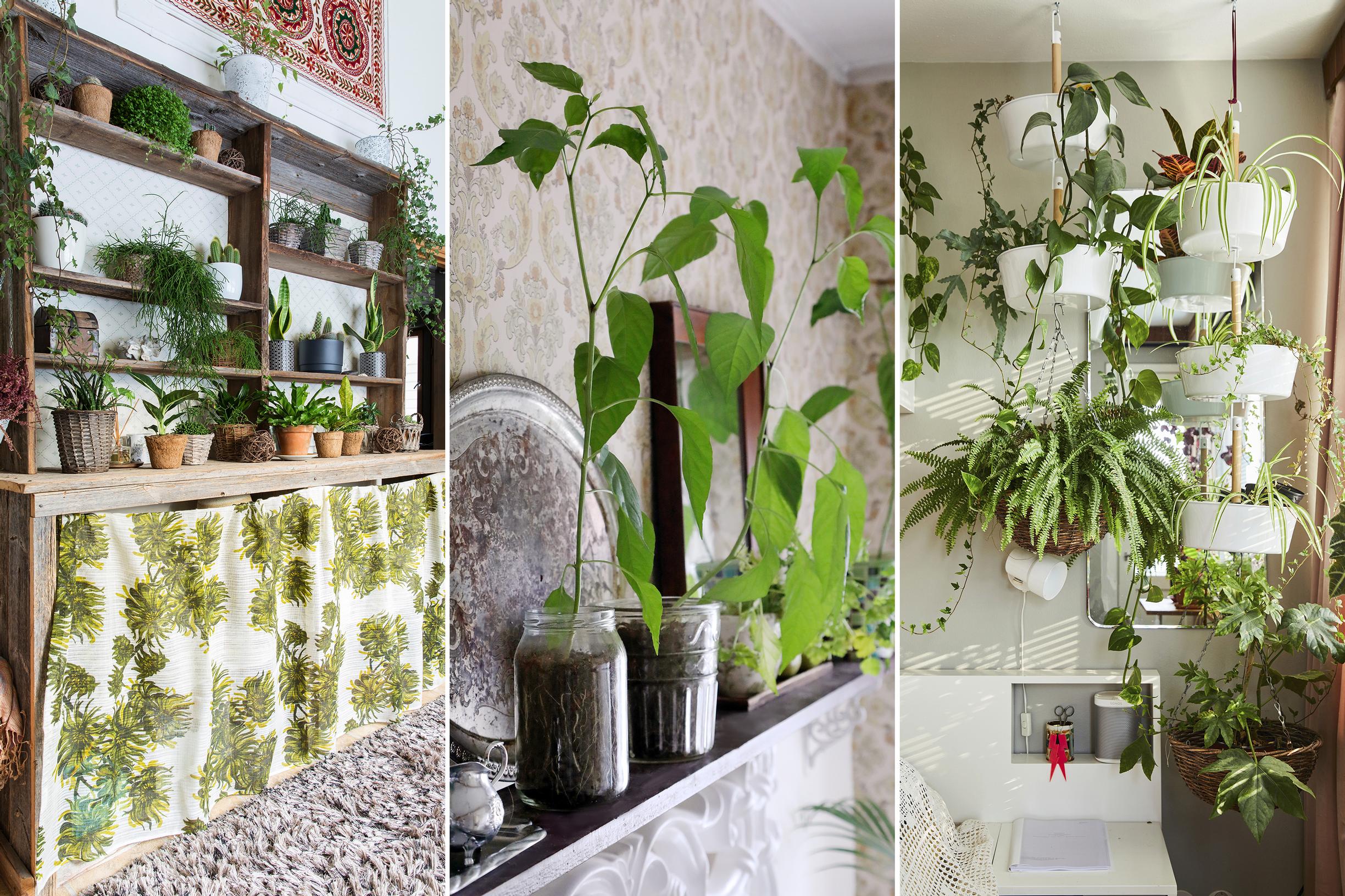 Arranging plants indoors: many houseplants arranged in different ways