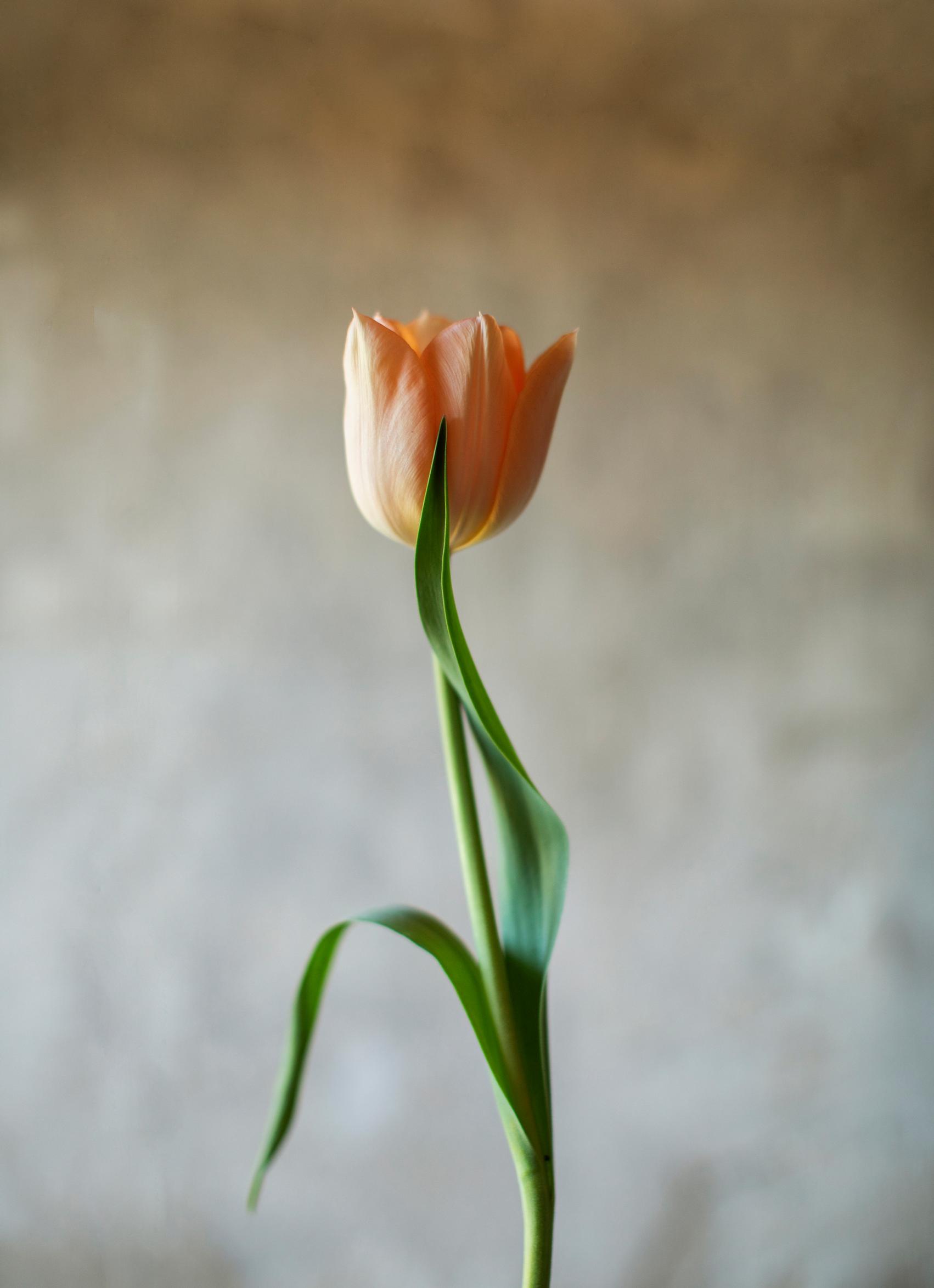 Tulip farming – growing cut tulips: tulip ‘Apricot Beauty’